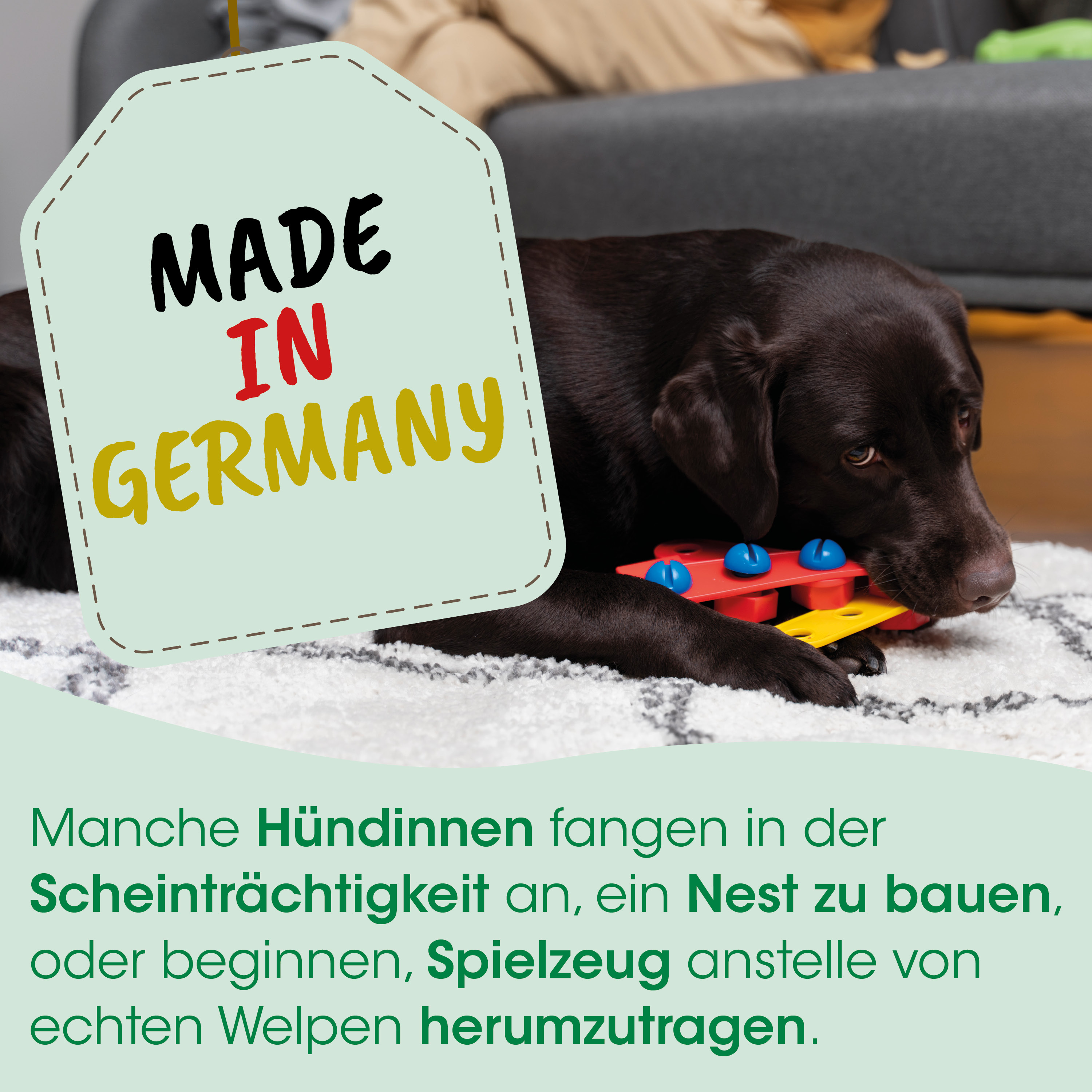 Hund, Spielzeug, Knochen, Hund, Etikett