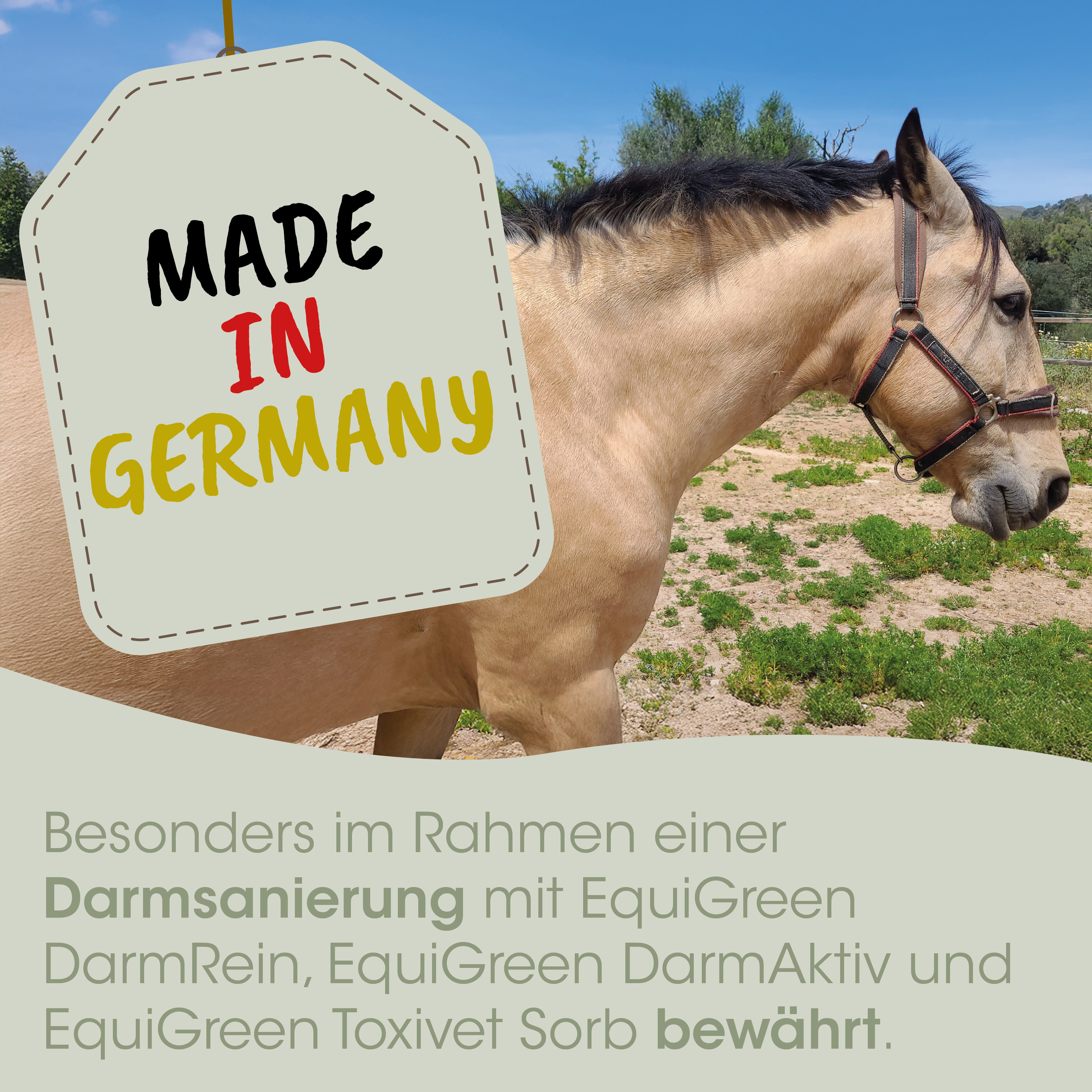 Pferd, Halfter, Zügel, Baucher, Halterung