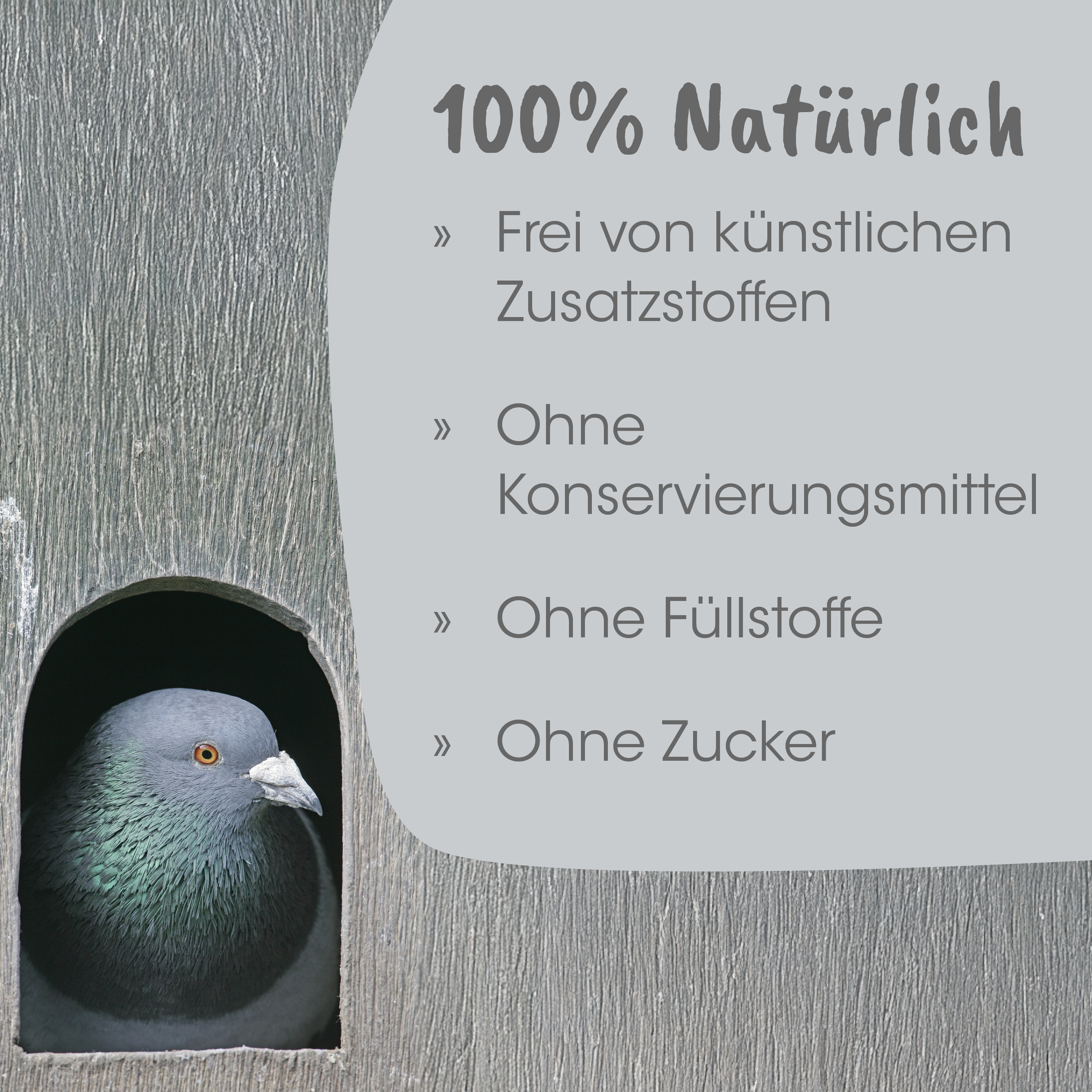 Taube, Vogel, Käfig, Nistkasten, Holzoptik