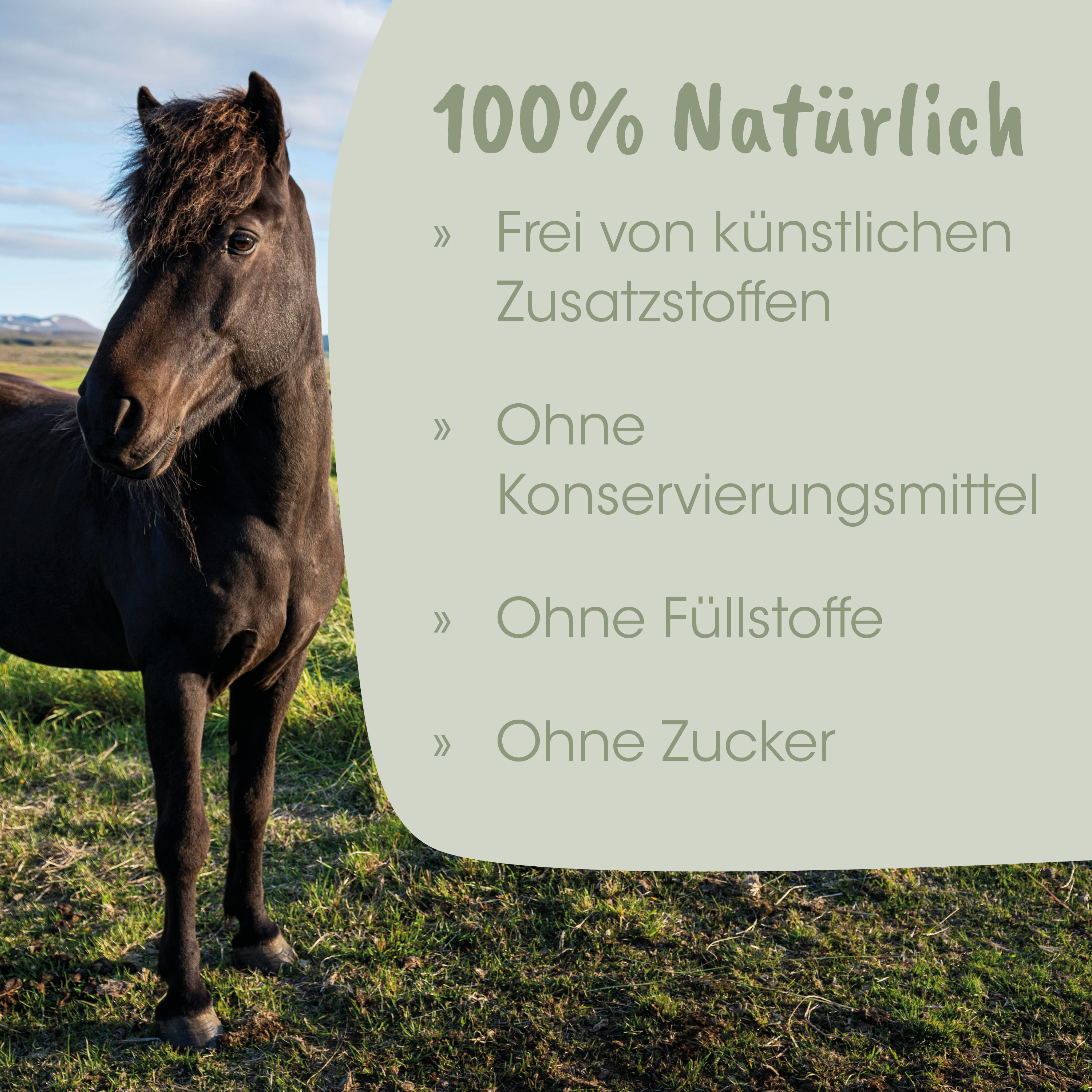 Pferd, Schwarzes Pferd, Naturgrasland, Rasen, Pferdekopf