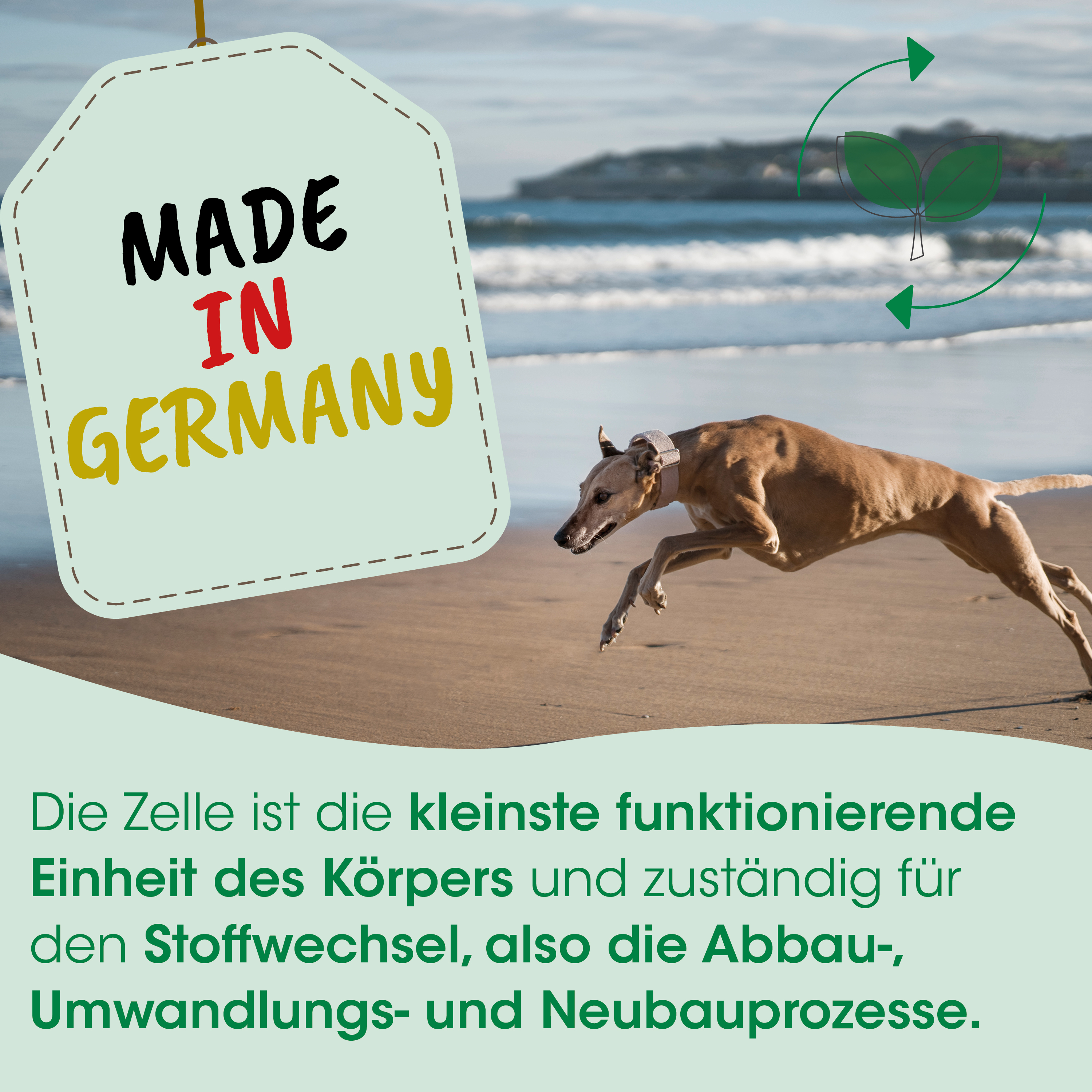 Hund, Läufer, Strand, Etikett, Made in Germany