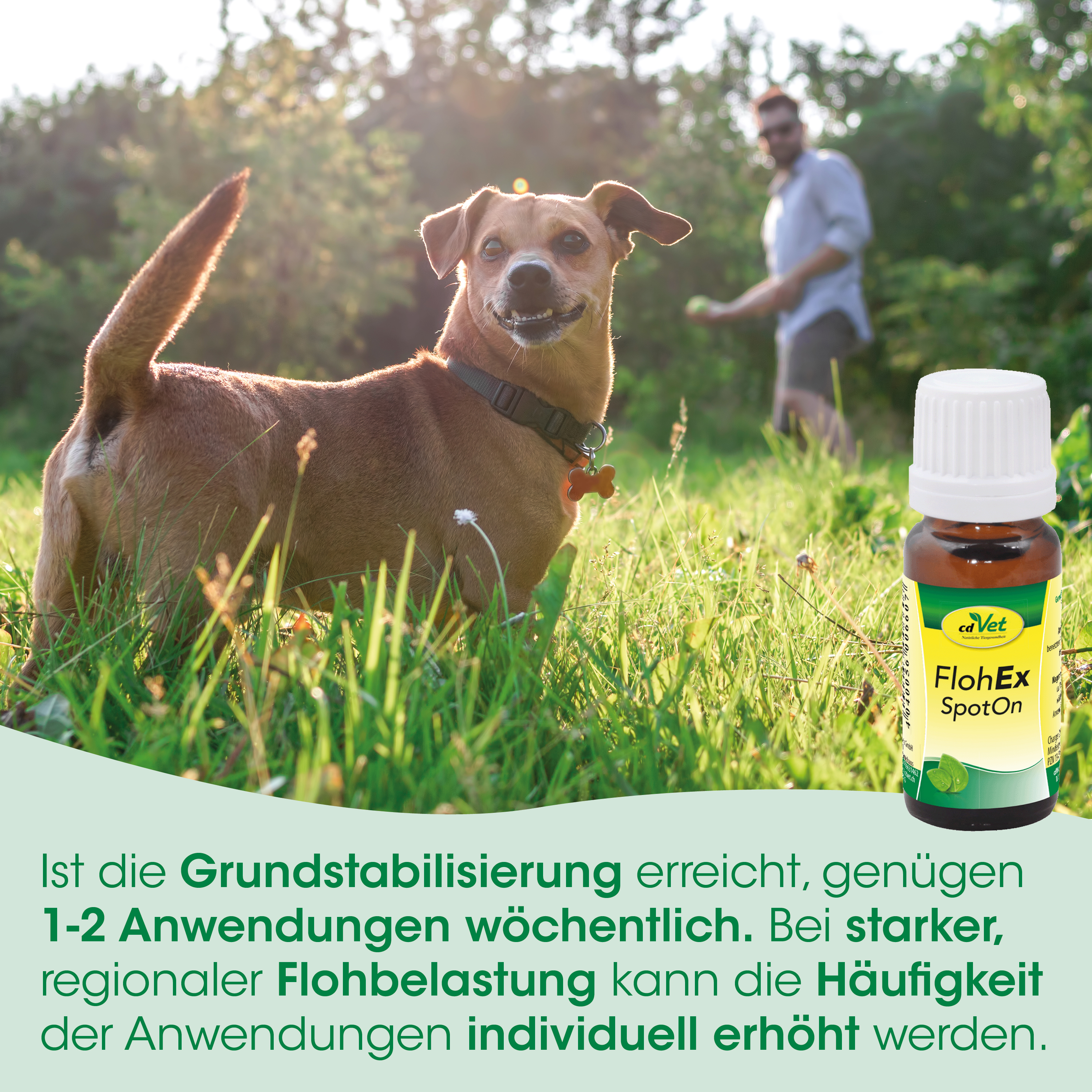 hund, halsband, haustierflasche, spot-on, gras