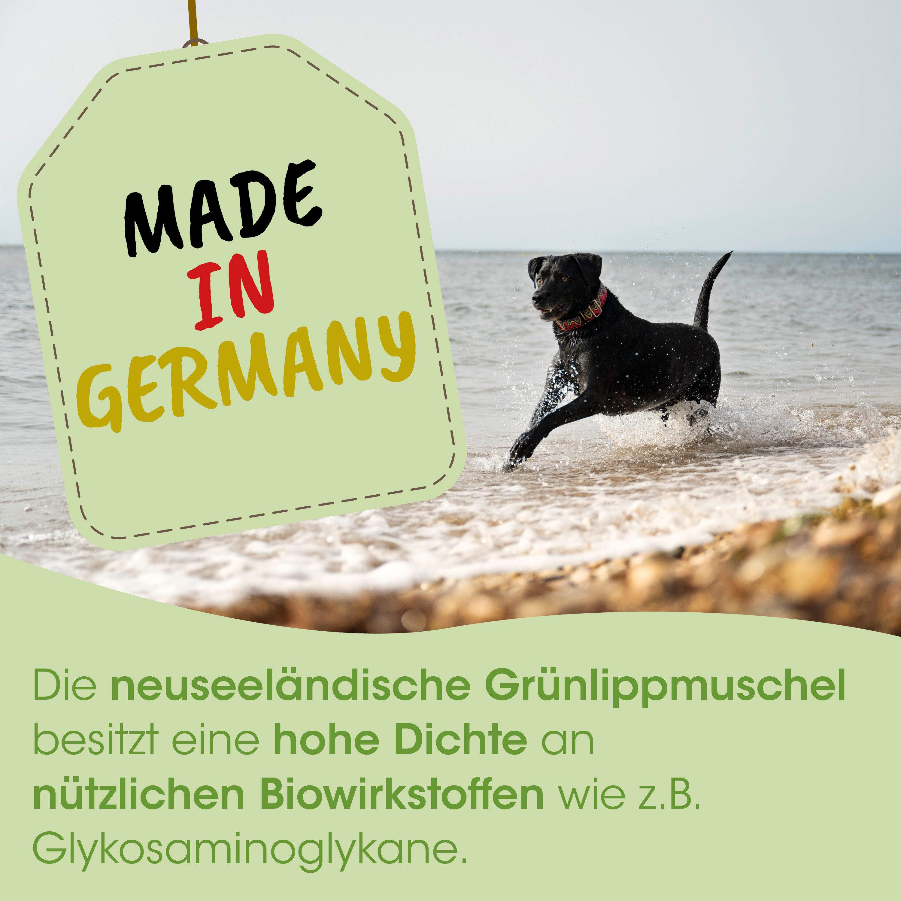 Hund, Halsband, Schwarz, Hund am Strand, Etikett