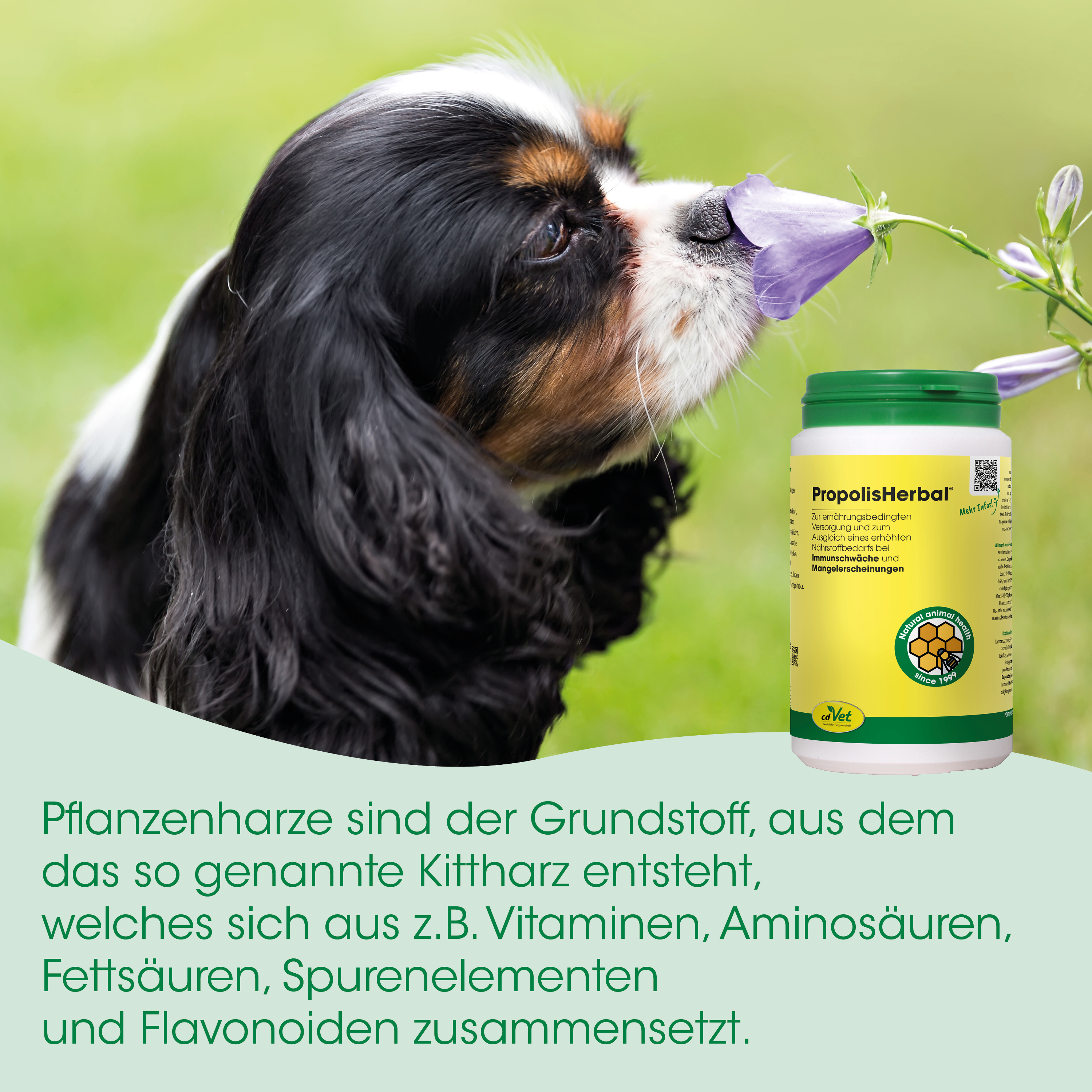 Hund, Pet Nahrungsergänzung, Kaninchen, Ergänzungsmittel, Vitamine
