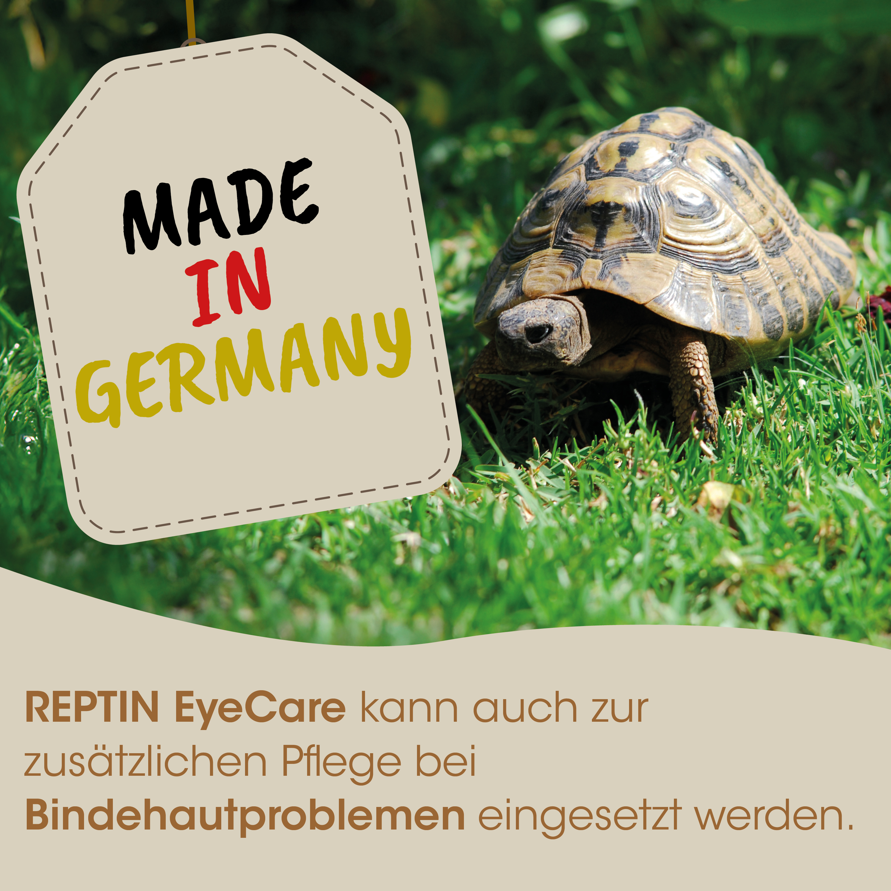 turtle, schildkröte, tier, gras, made in germany