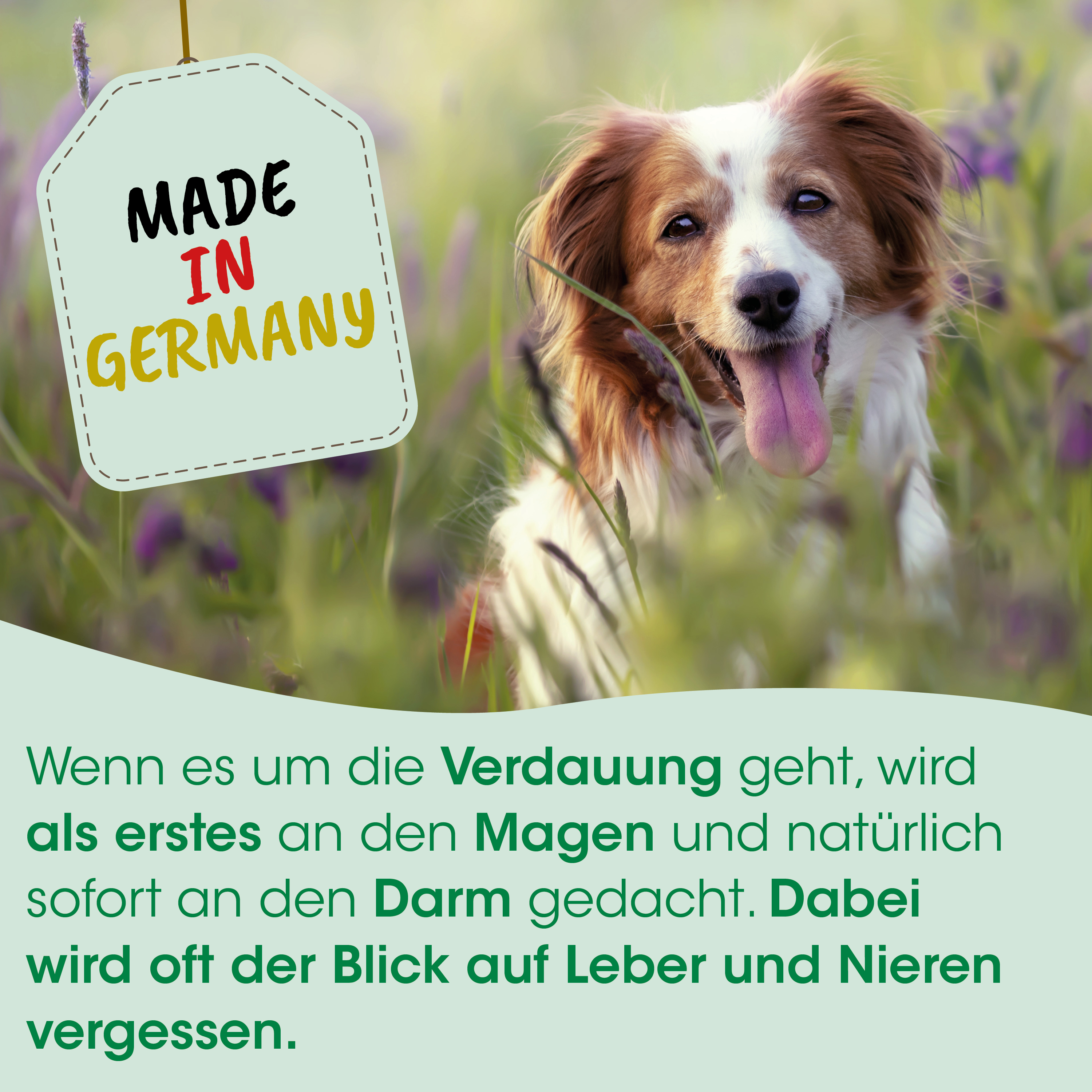 Hund, Spaniel, braun weiß, im Freien, Etikett Made in Germany