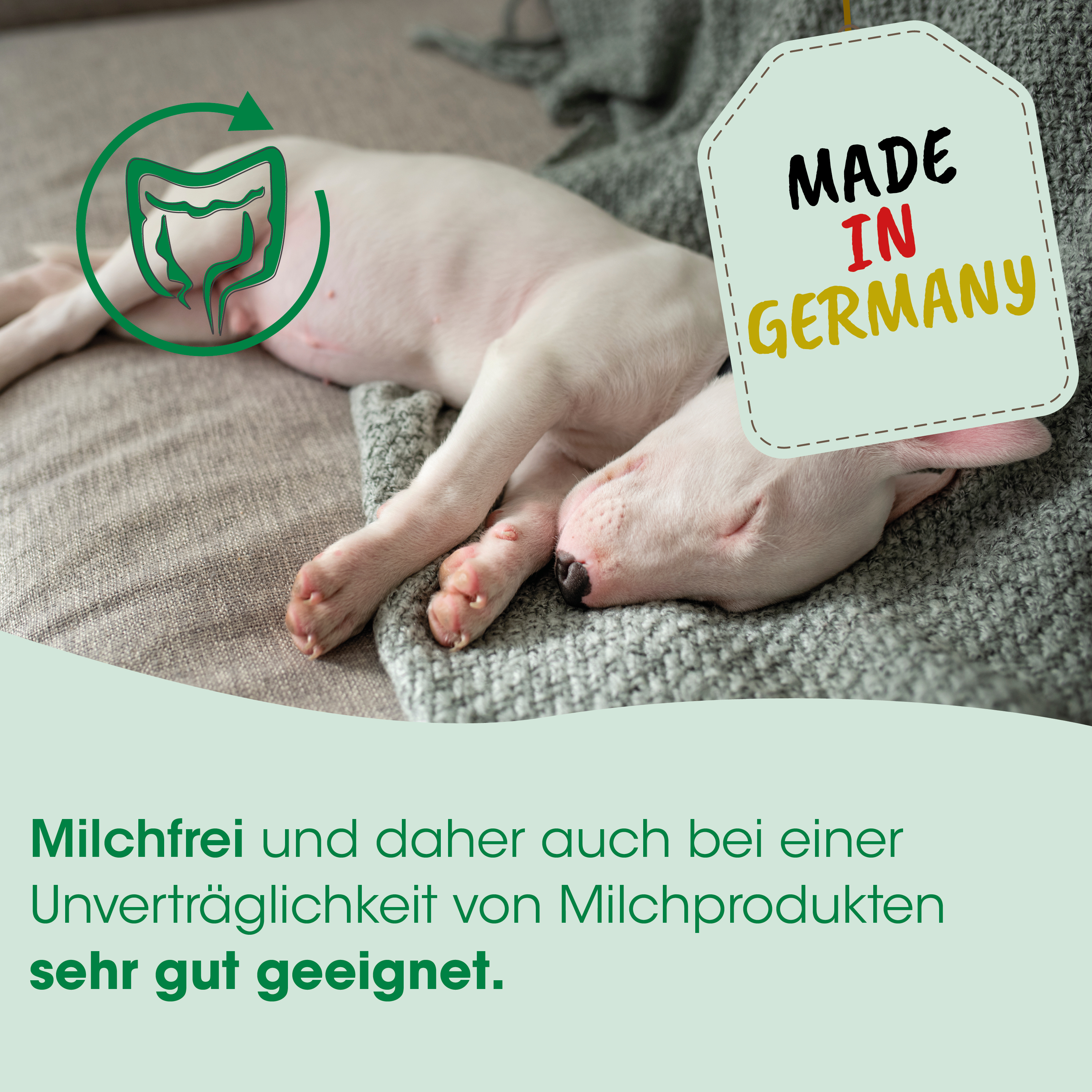 kleineschwein?, puppy, milchfrei?, dog, schlafend