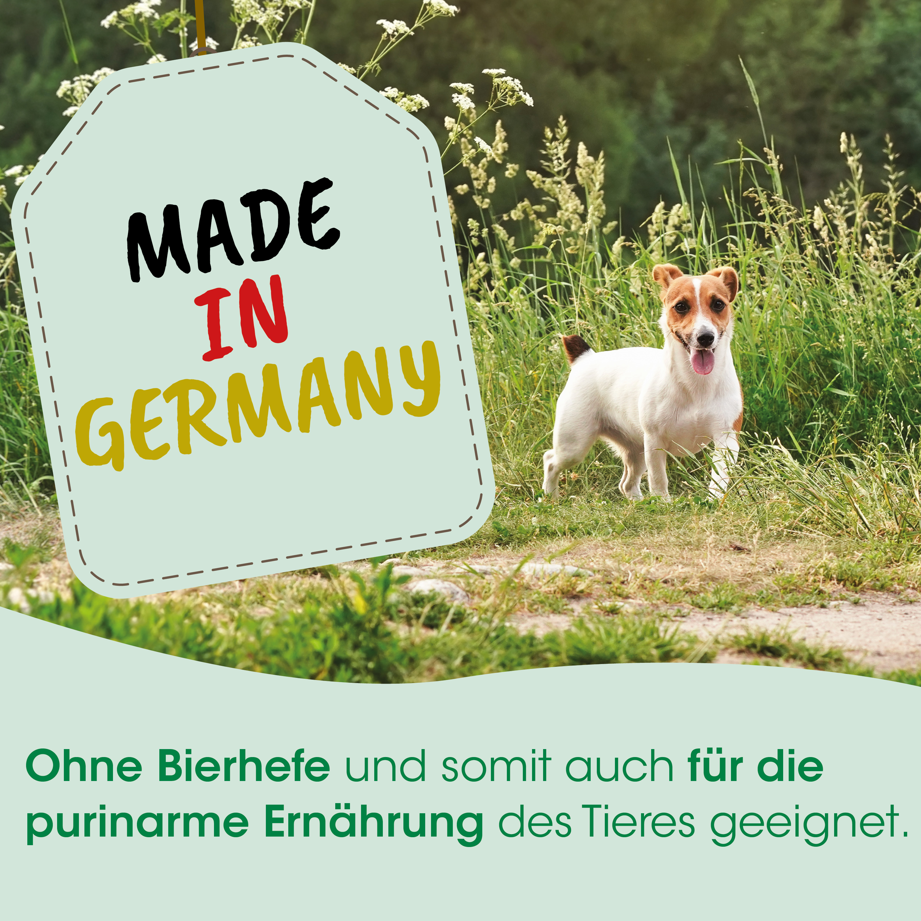 hund, jack-russell-terrier, tier, gras, draußen
