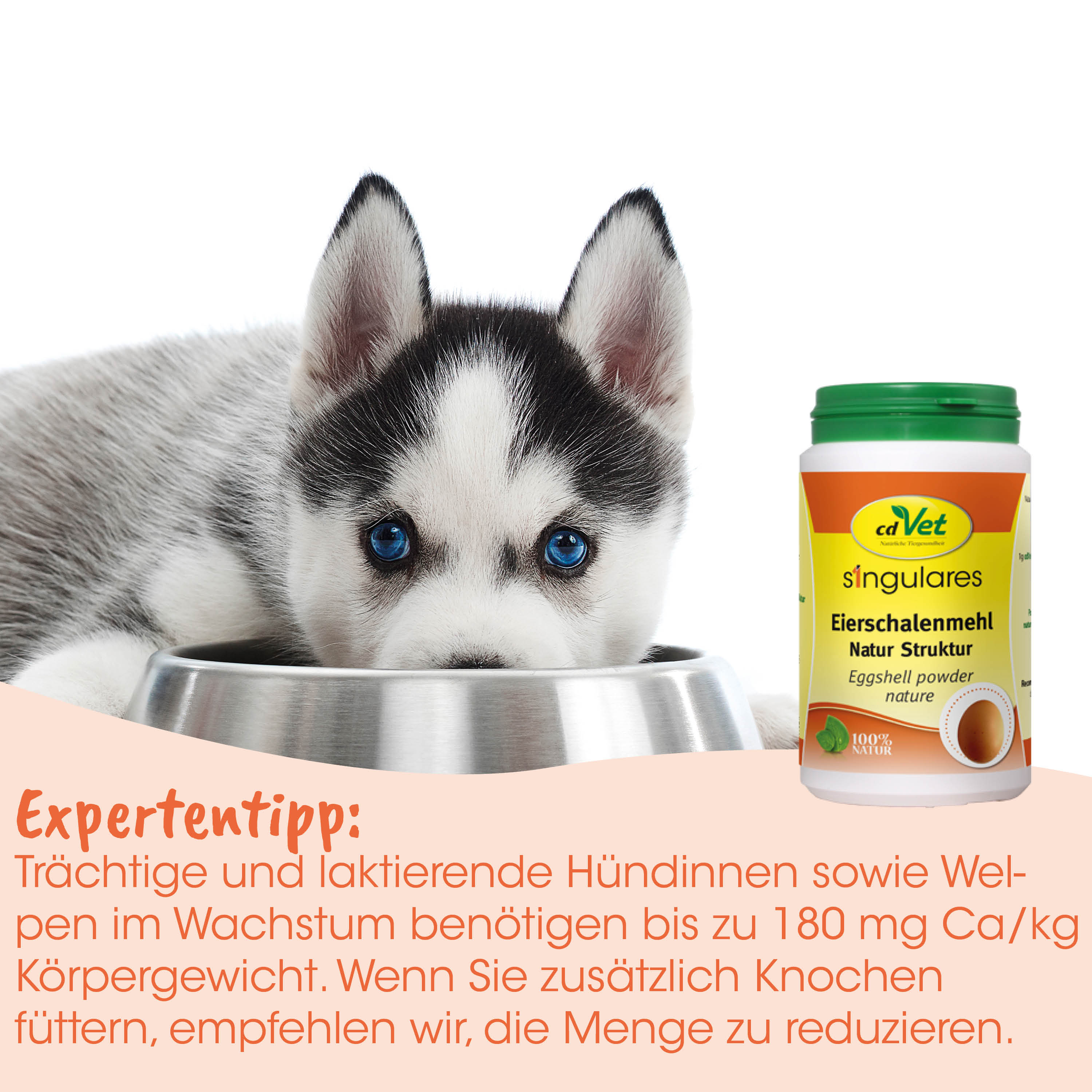 Hündin, Welpe, Sibiu, Hundeernährung, Eierschalenmehl