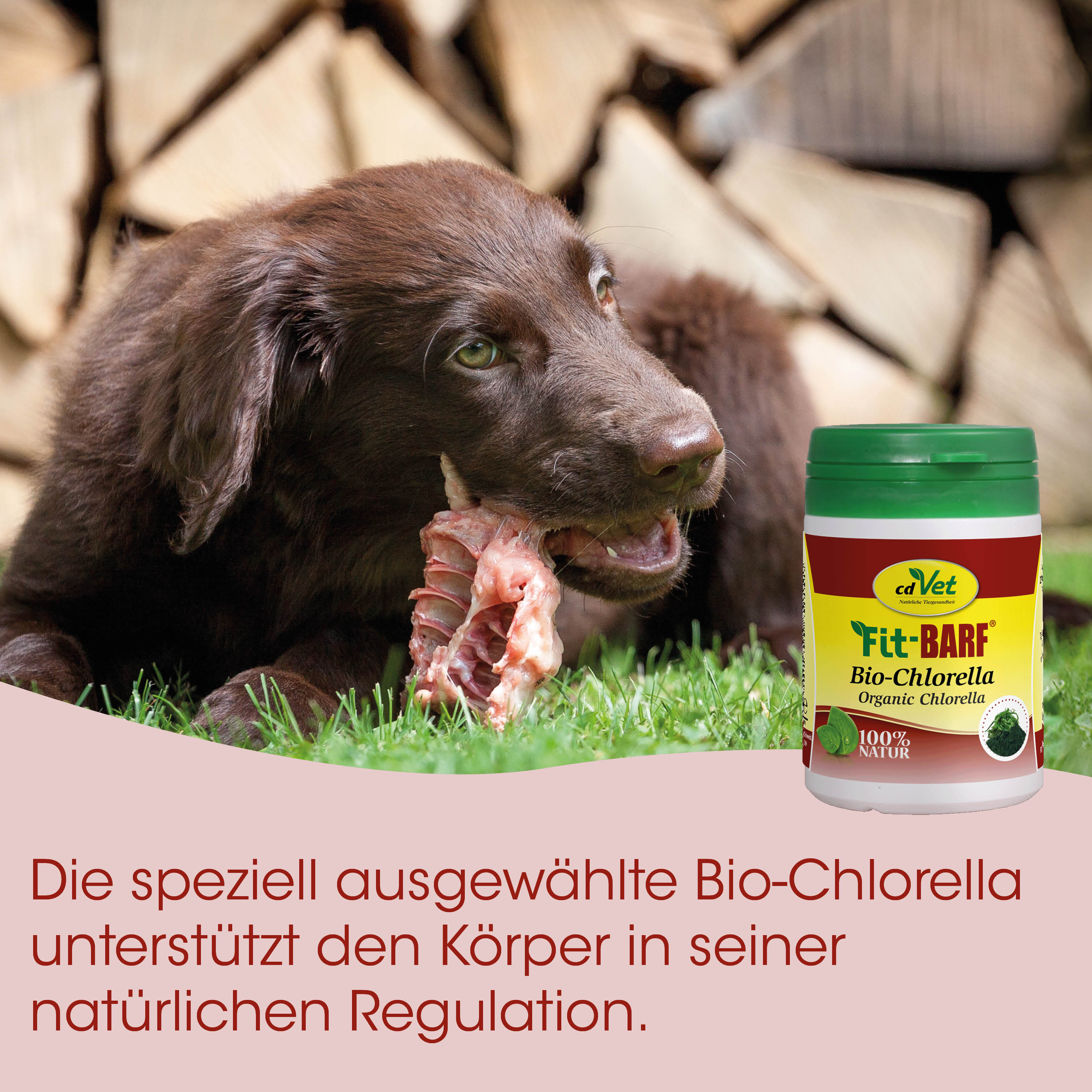 Hund, Knochen, Flasche, Bio-Chlorella, Tiernahrung