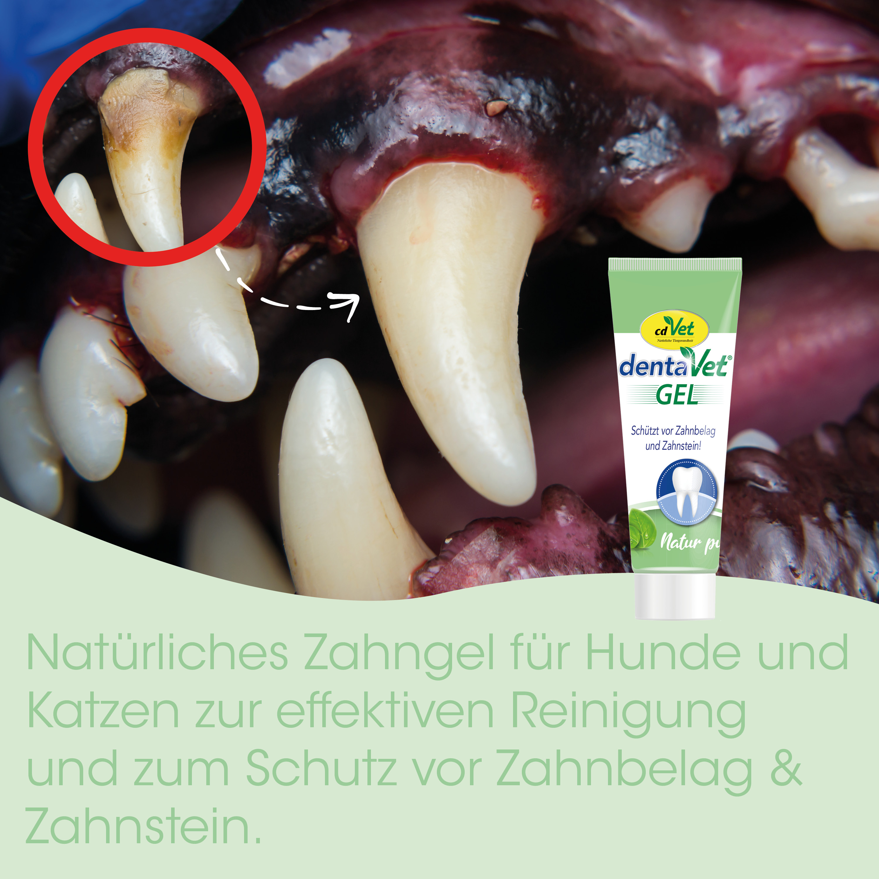 Zahnschäden, Zahnfleisch, Zahnreinigung, Zahnabnutzung, Tierarzt empfohlen