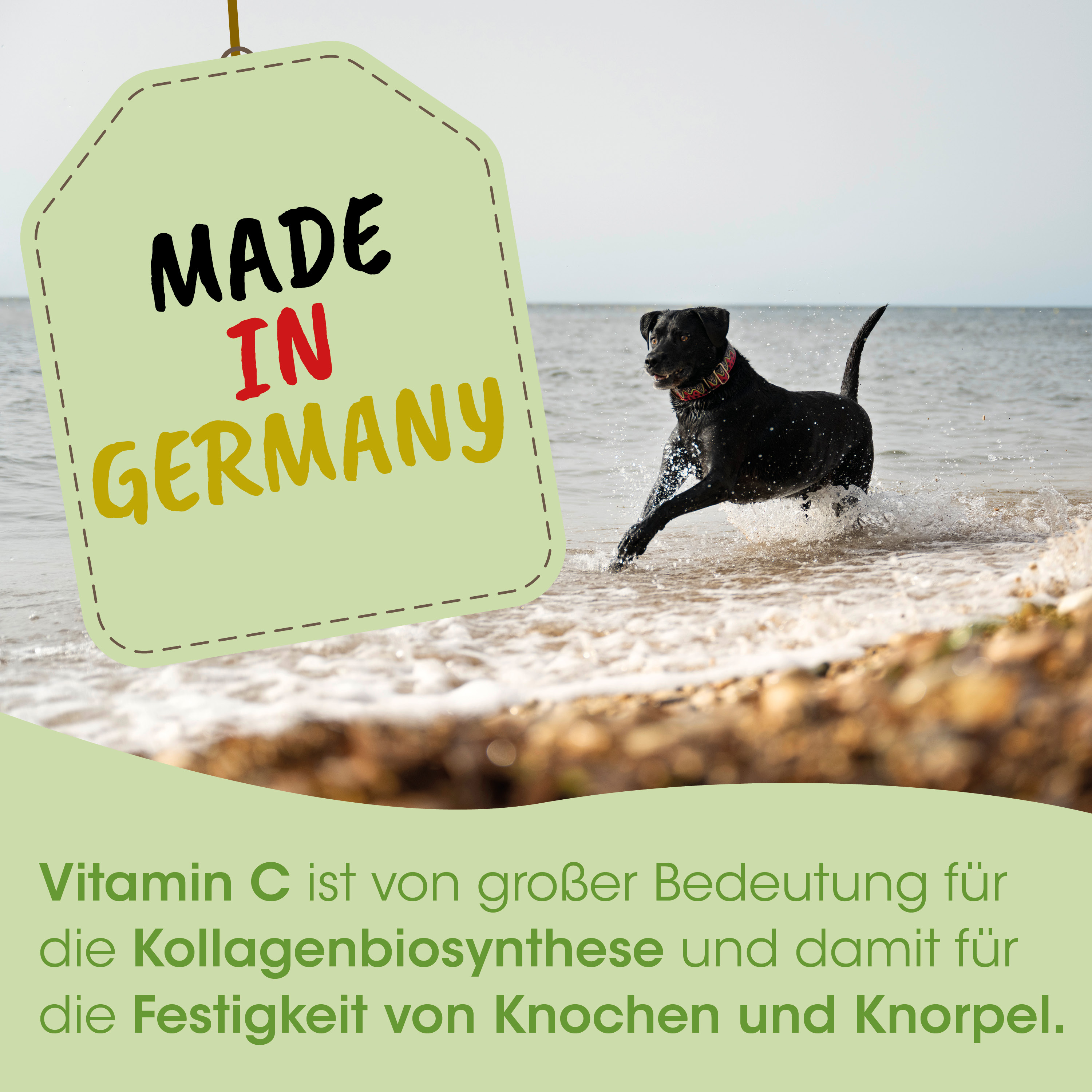 hund, schwarzer Hund, rennen, strand, anhaengelabel