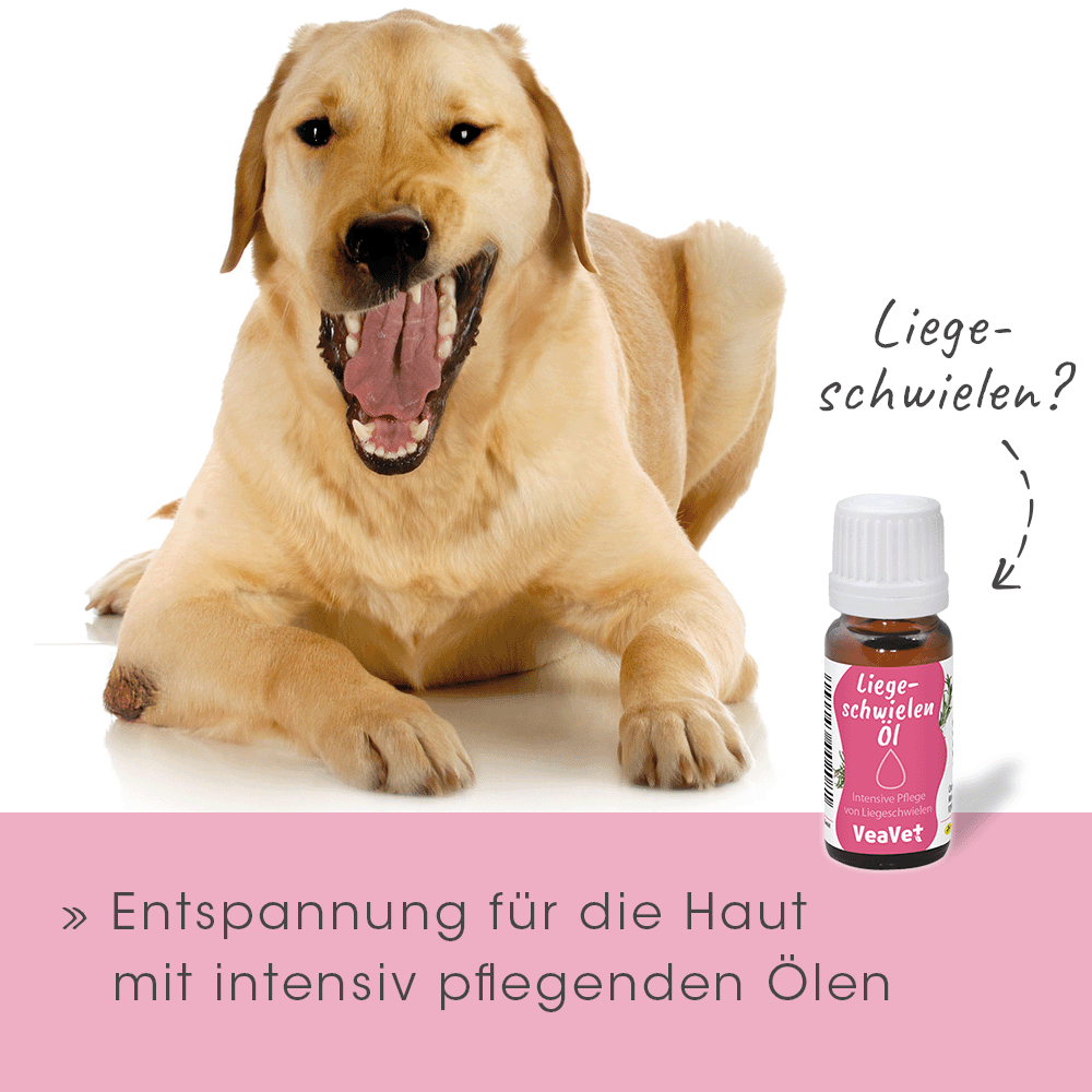 Tier, Hund, Säugetier, Haustier