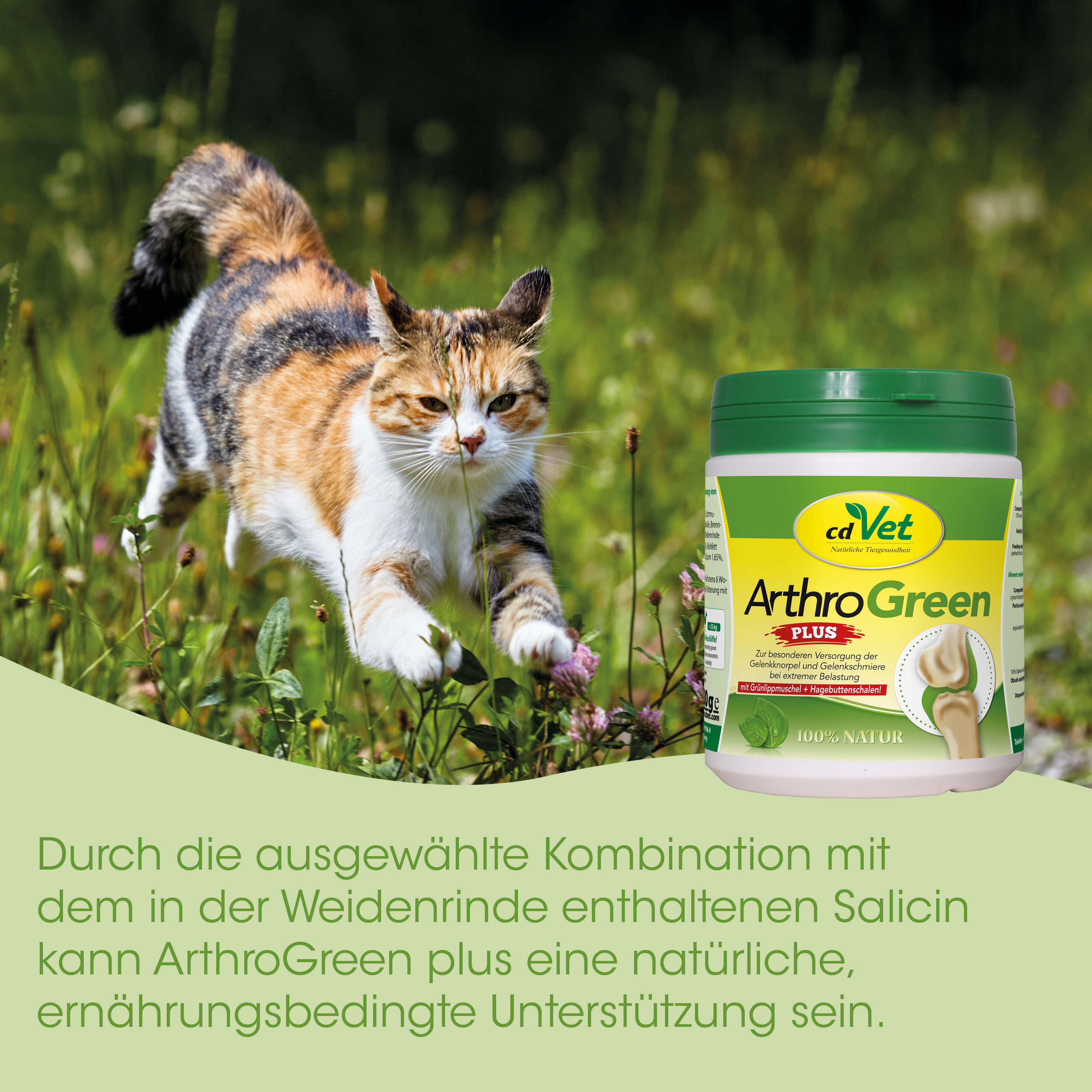 katze, außenbereich, calico, tierzusatzstoff, ArthroGreen-Flasche