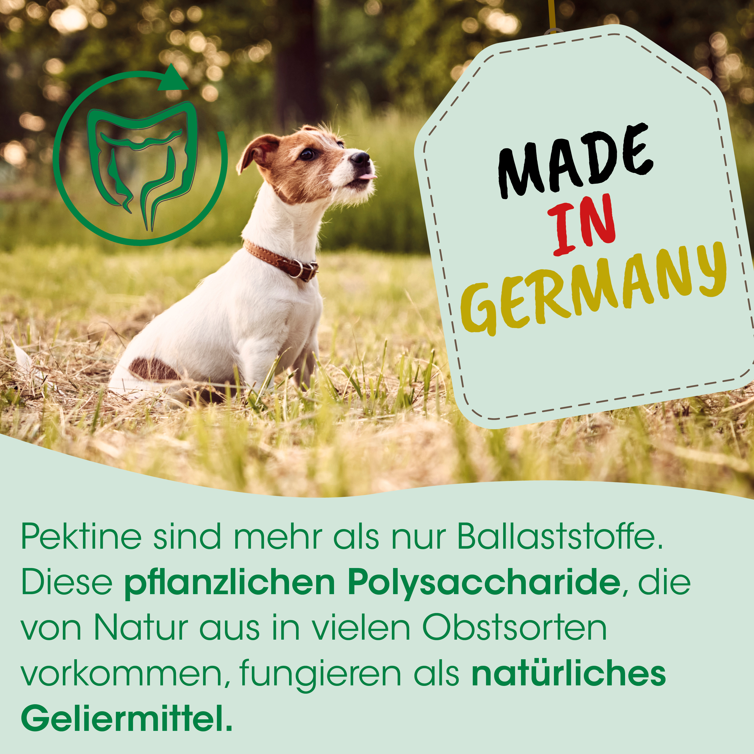 Hund, Tierfell, Collie, Garten, Made in Germany