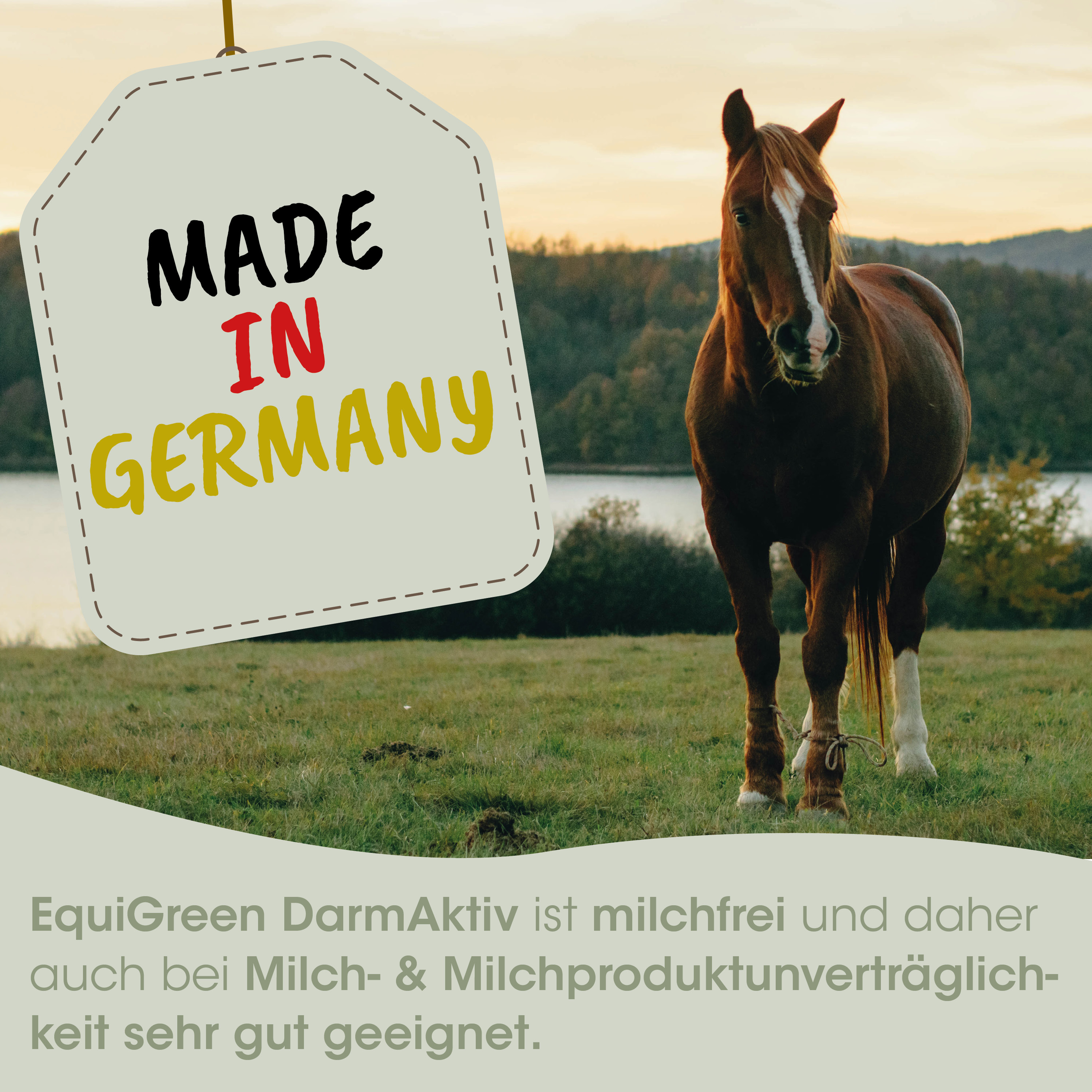 Pferd, braun, weiße Gesichtsmarkierung, Tier, Weide
