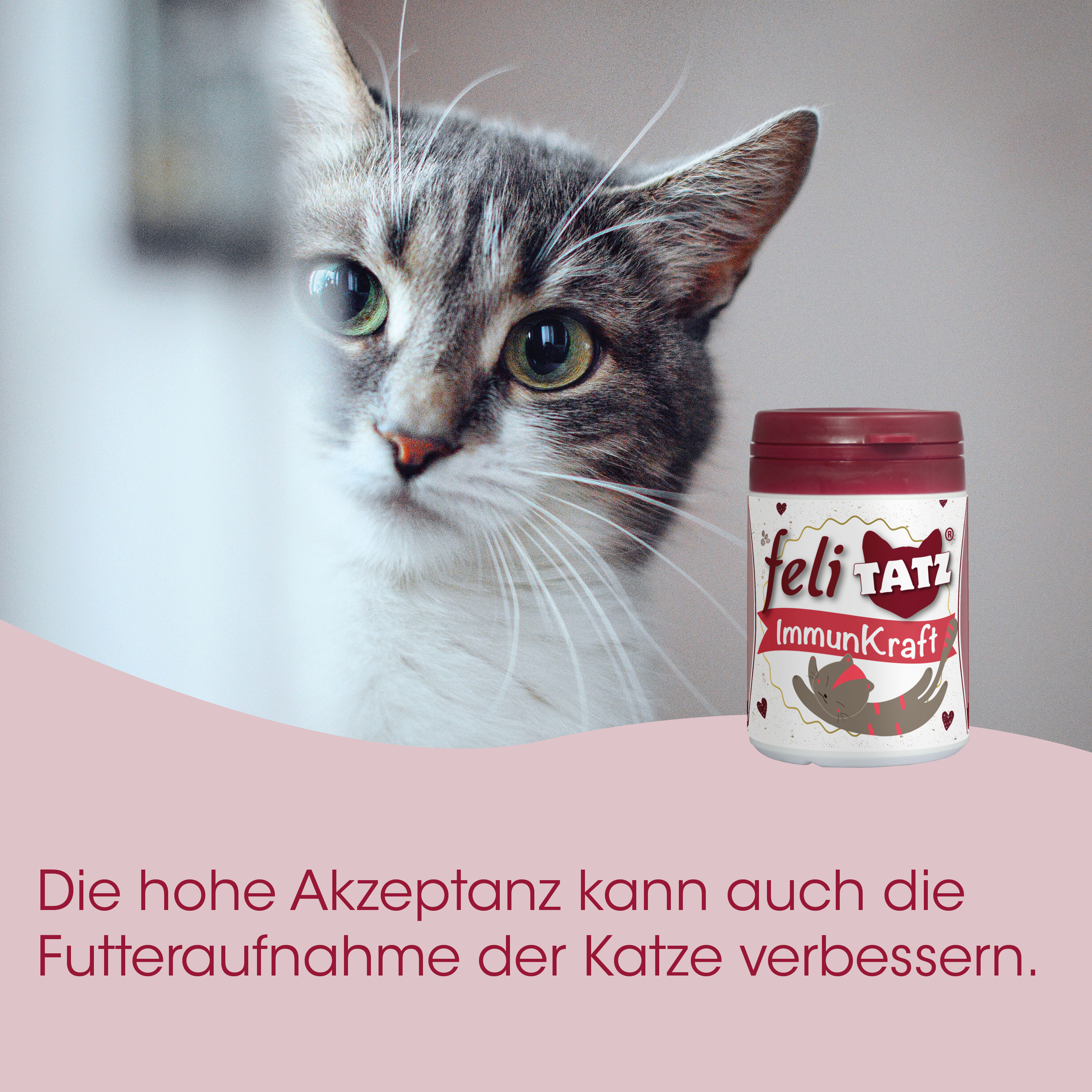 Katze, Futterdose, Immunkraft, Katzenfutter, Dosenetikett