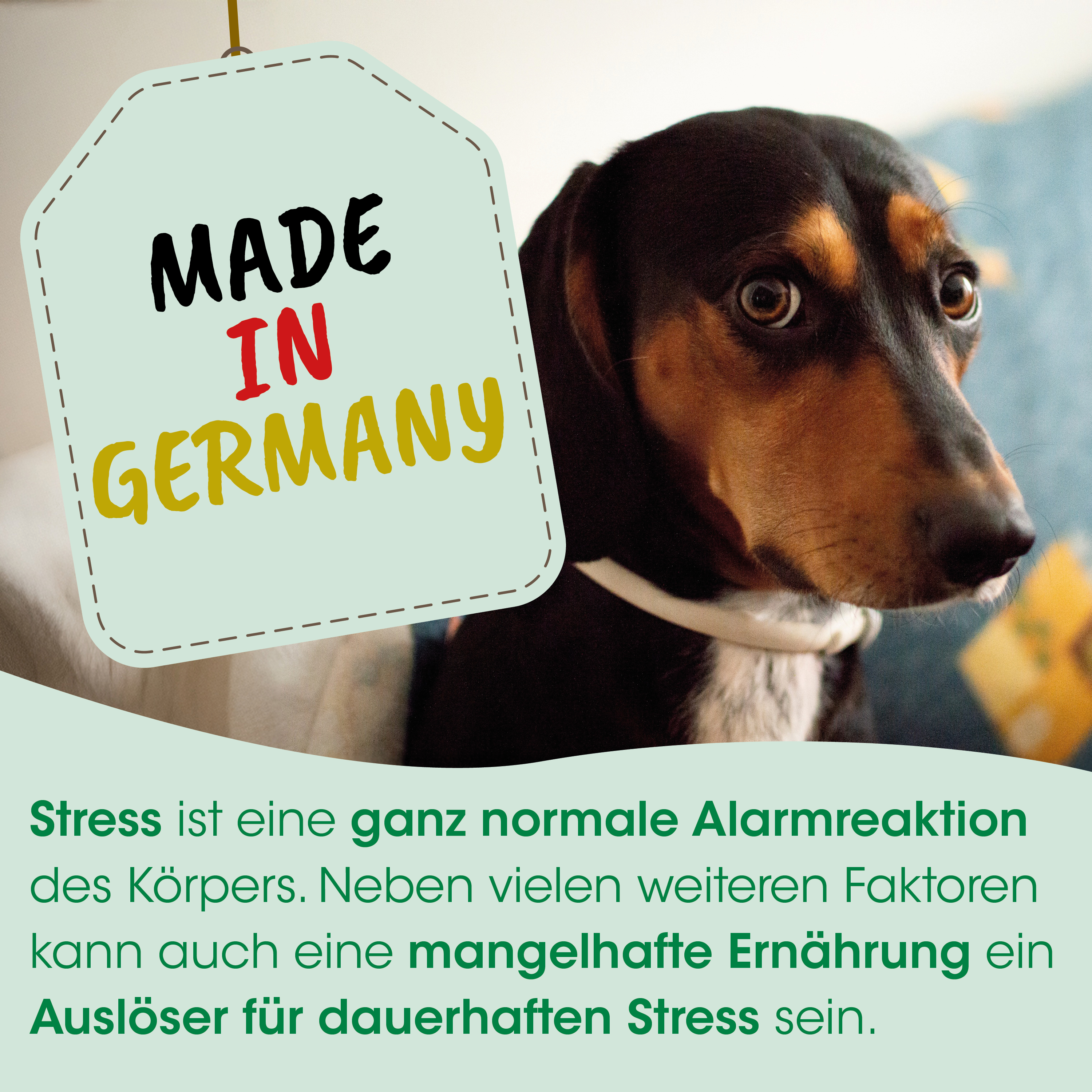  Halsband, Hund, Etikett, Aufkleber, Text