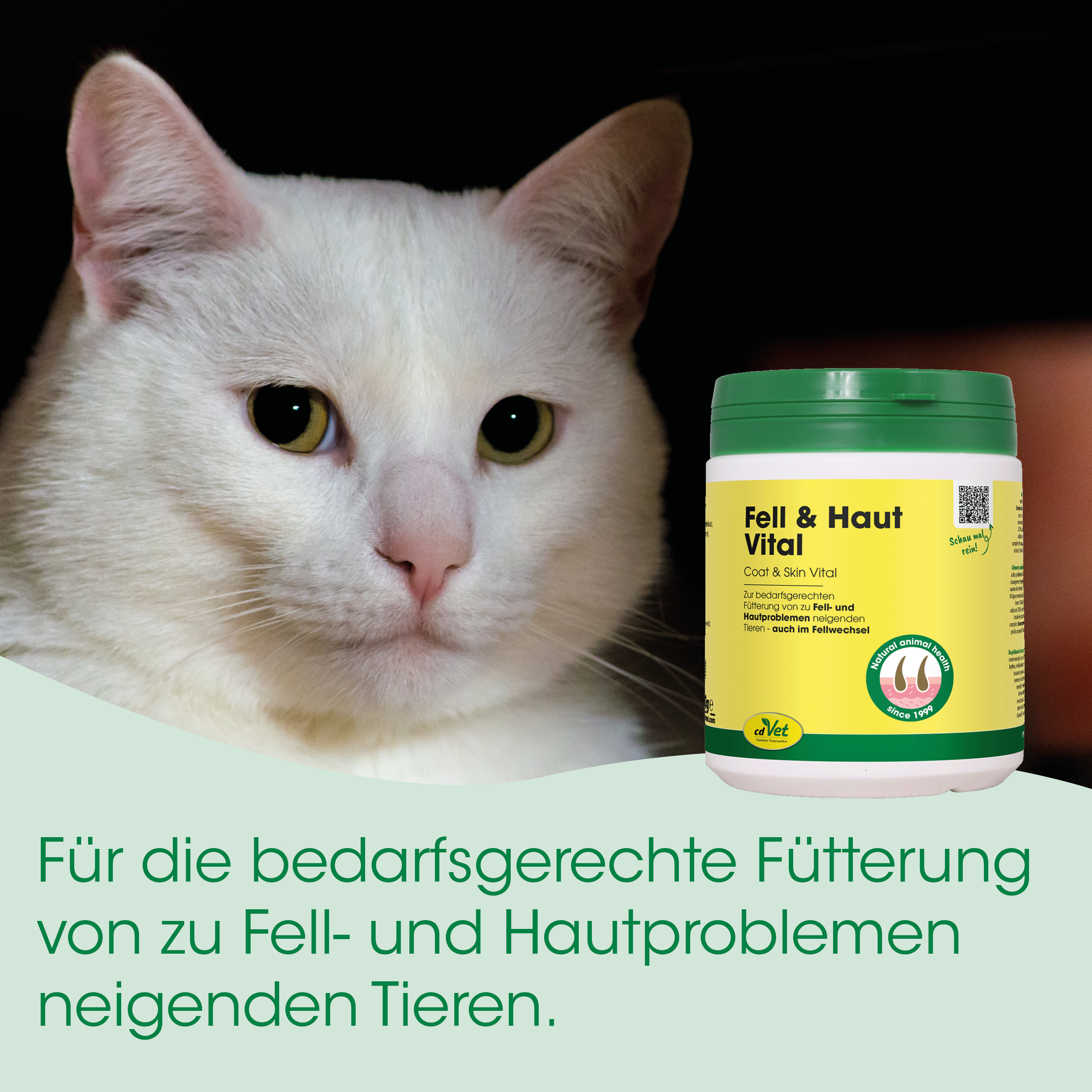 katze, weiß, futter, cofvet?, tiergesundheit