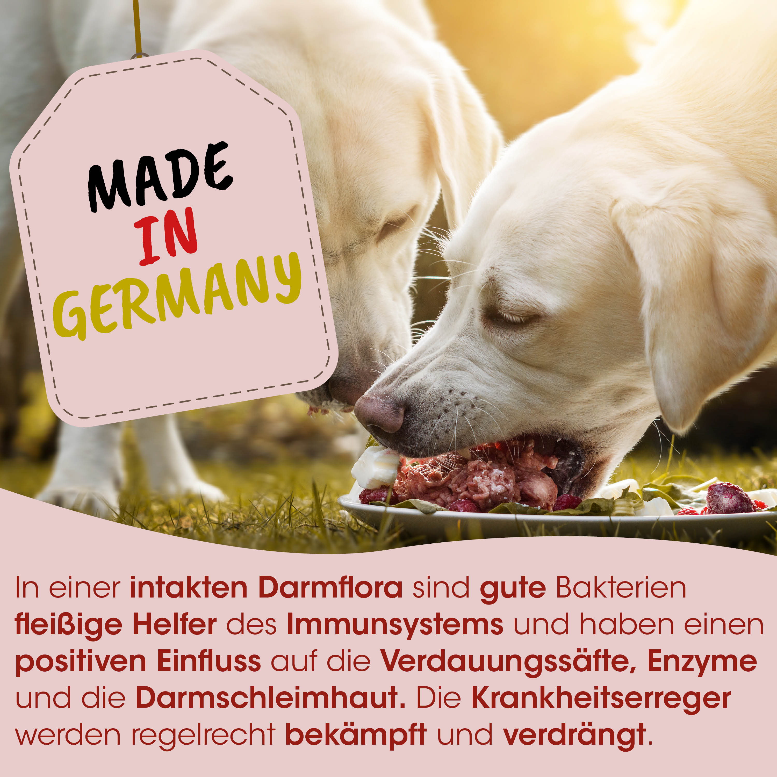 Hundefutter, Knochen, Hunde-Leckerlis, Darmflora, Deutschland