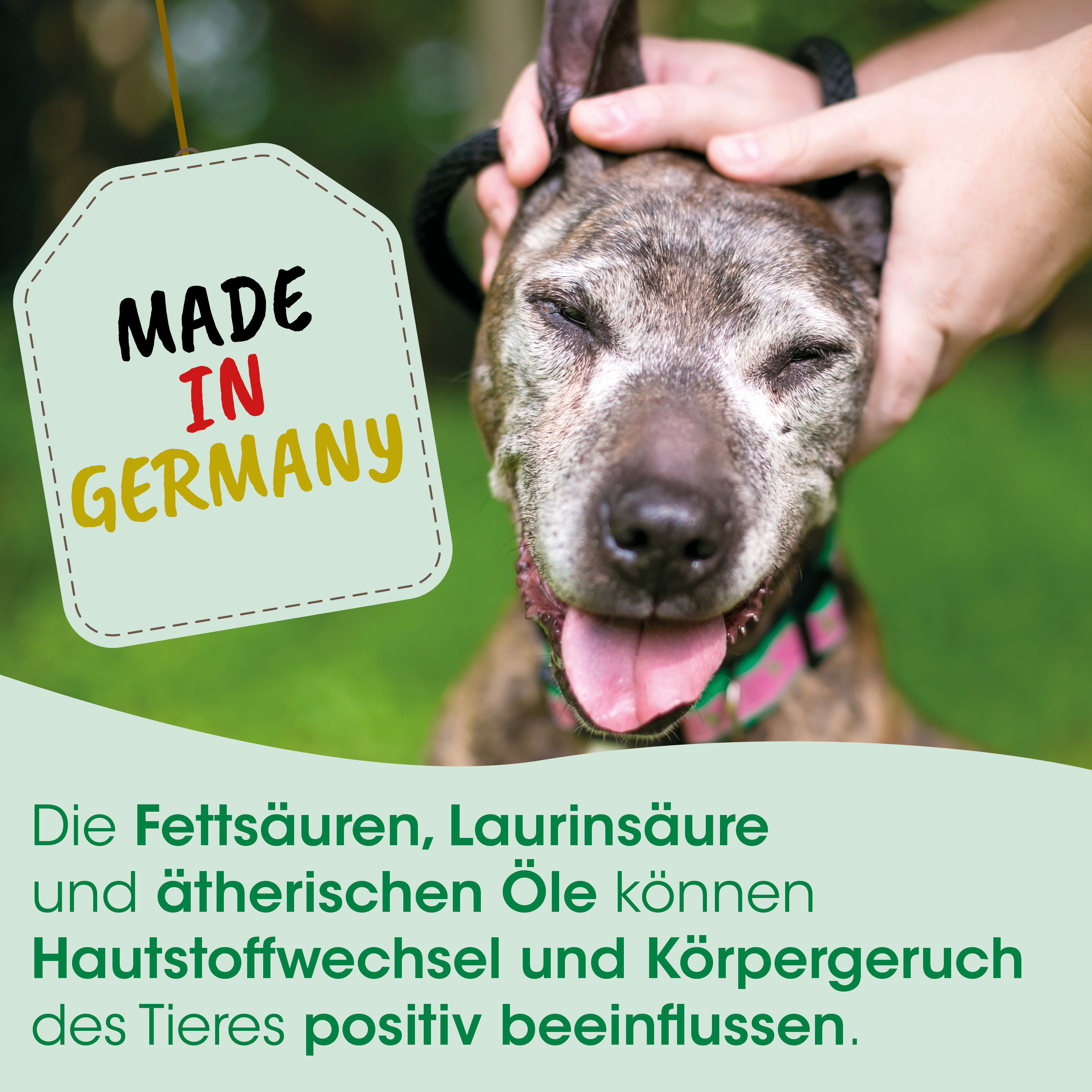 Hund, Tier, Collar, Tag, Made in Germany