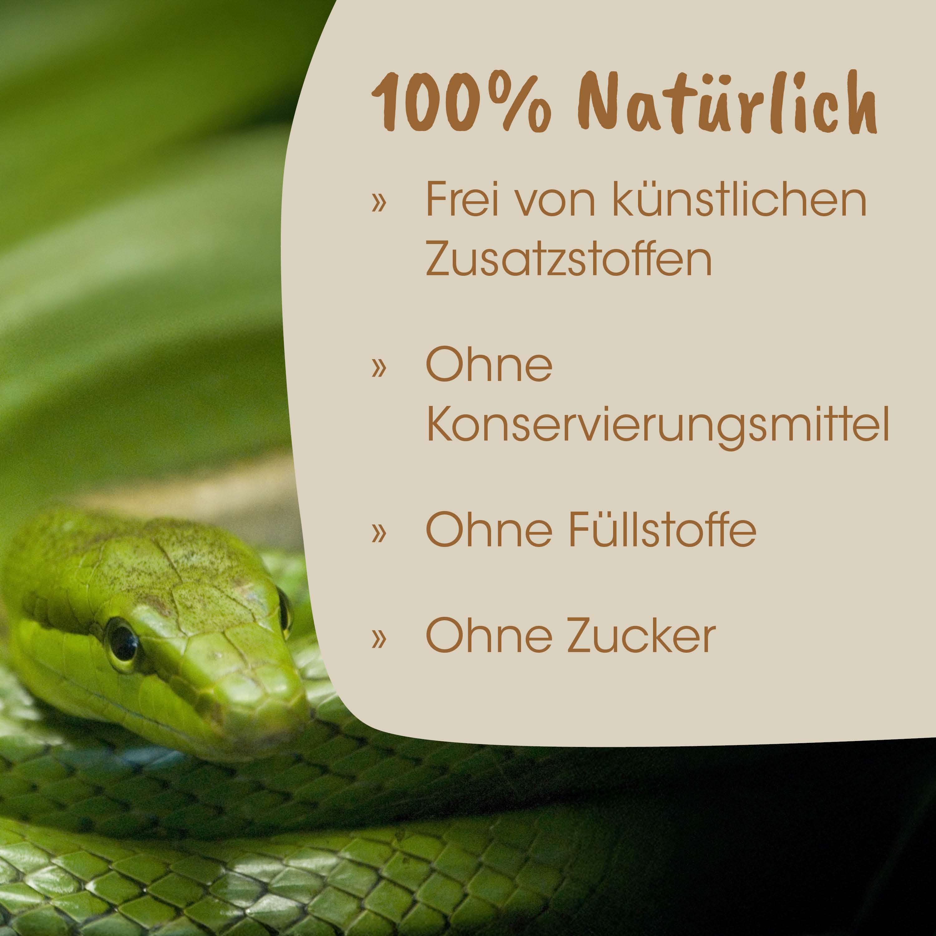 Schlange, Grün, Schuppen, Reptil, Nahaufnahme