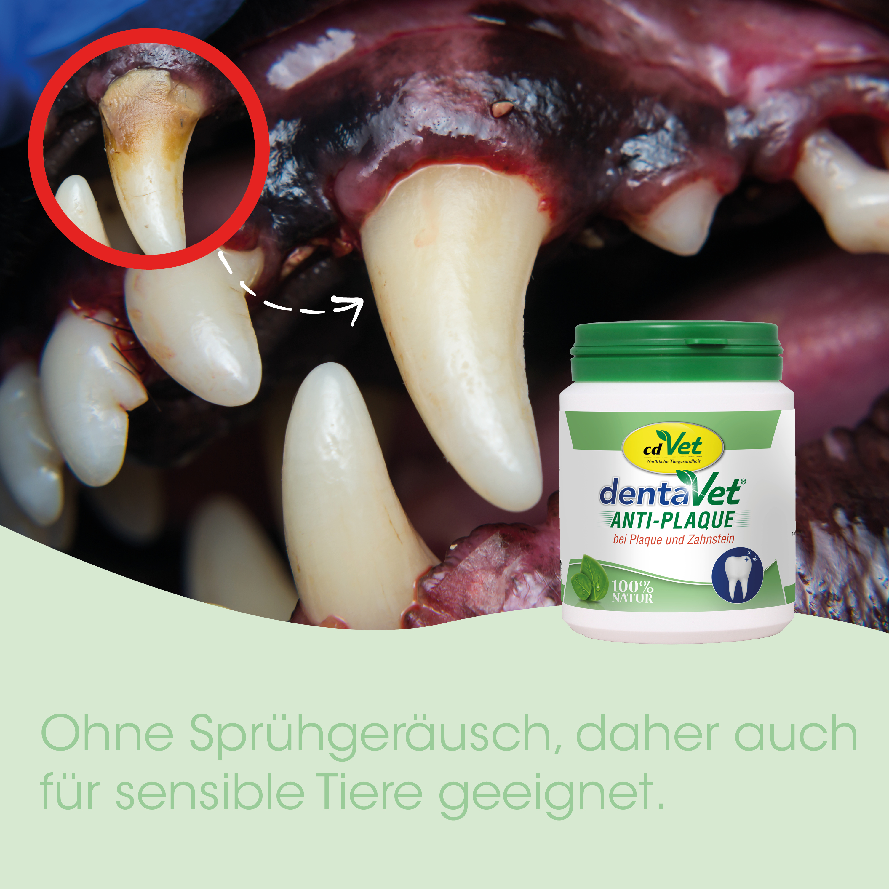 zahnarzt, tierzahn, zahnstein, bio-pflege, anti-plaque