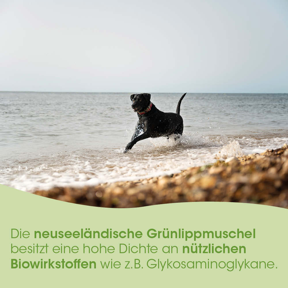 Hund, Schwarz, Hund am Strand, Wasser, Schwimmen