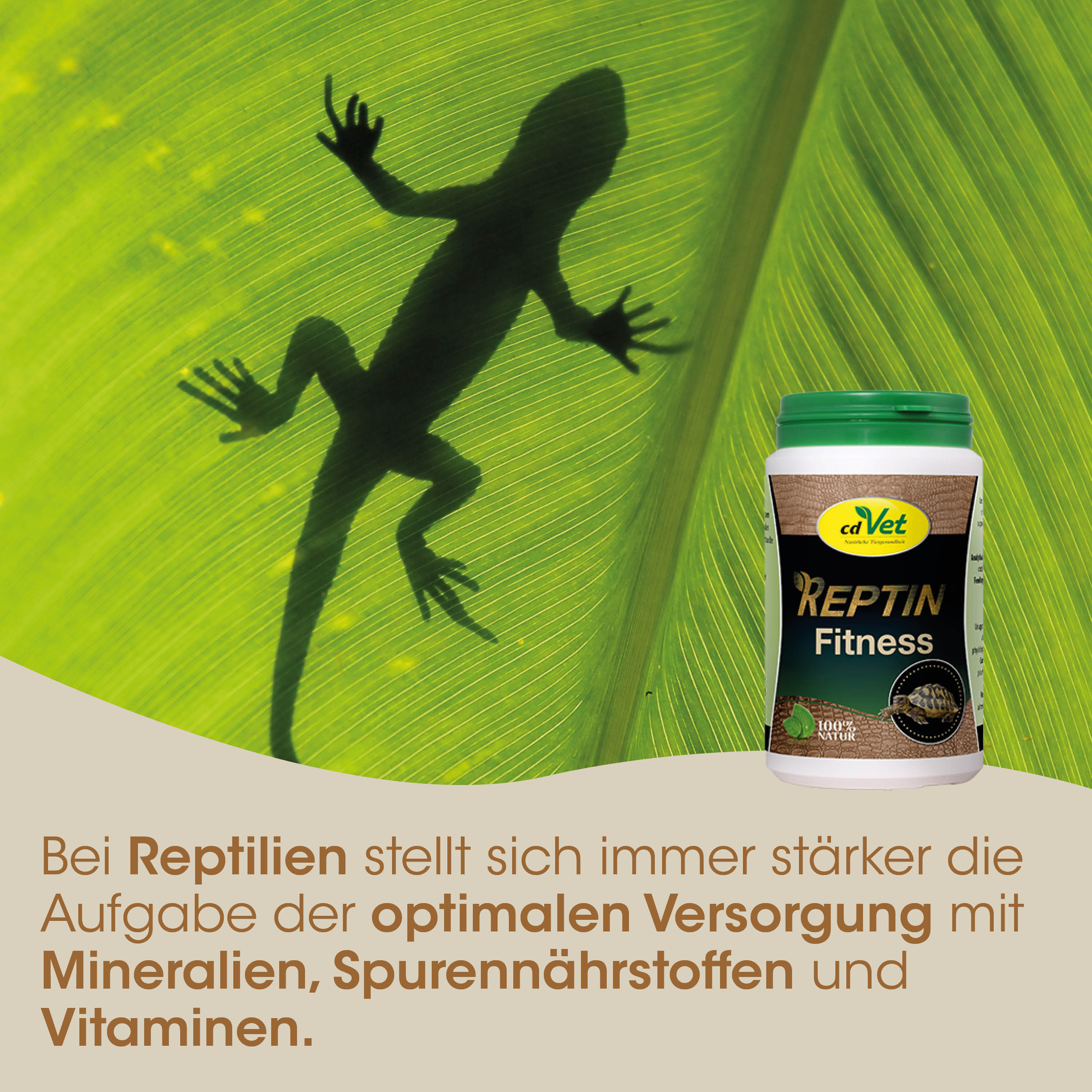 Gecko, Silikon, Retention, Fitness, Mineralien