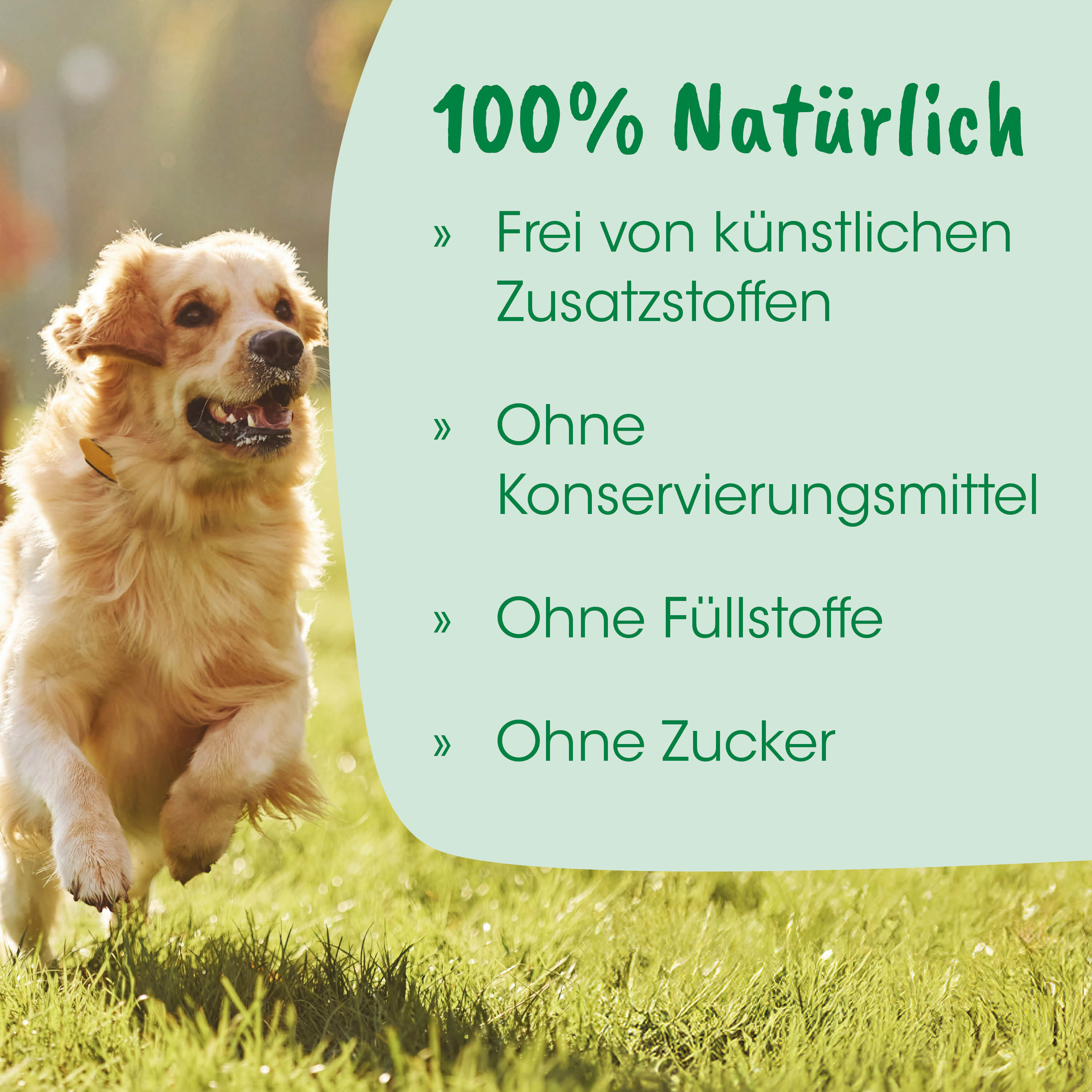 hund, golden retriever, hundeleine, cape/green banner, nature field