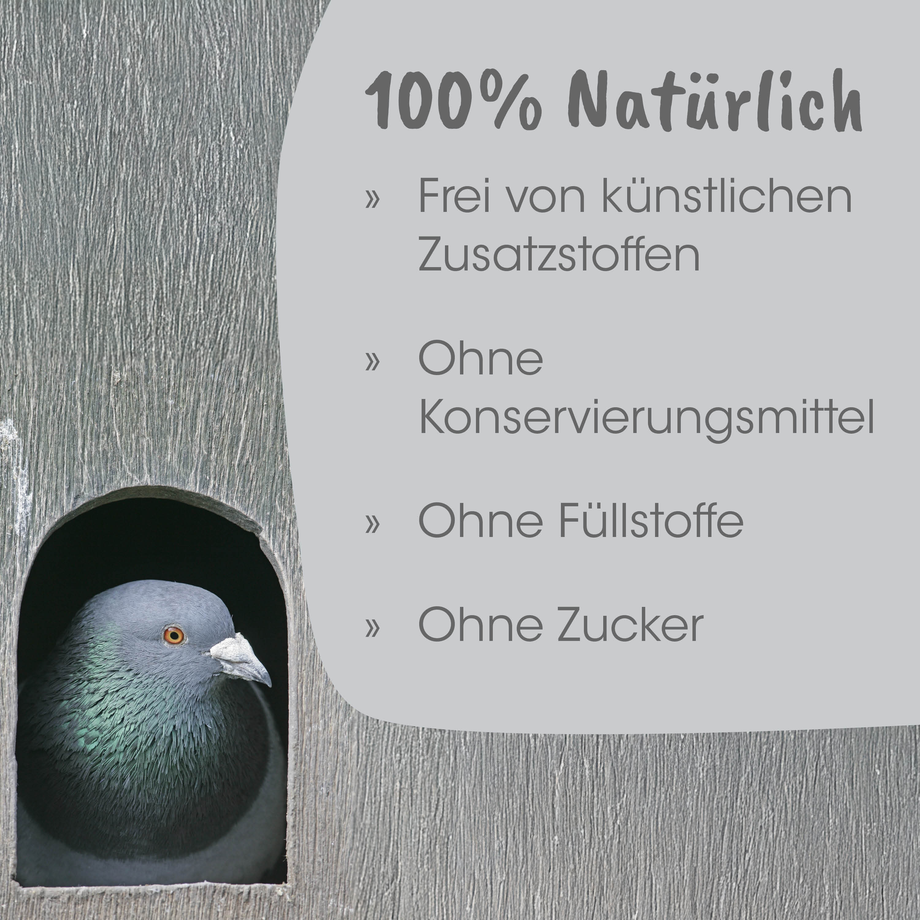 Taube, Feder, Holz, Mauer, Vogel
