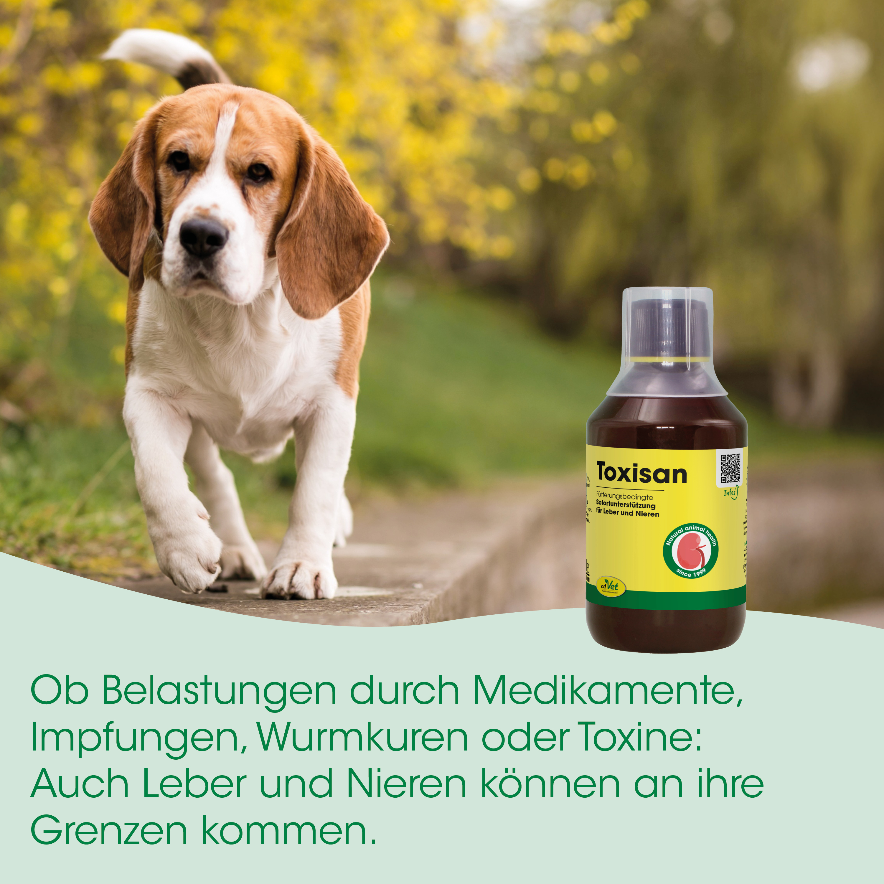 Hund, Beagle, Tiermedizin, Medikamentenflasche, Giftstoffe