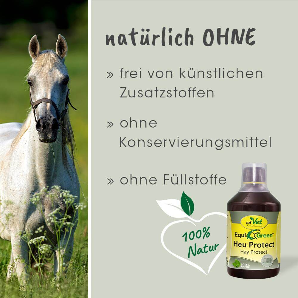 Pferd, Pferdeporträt, weißes Pferd, Wiese, Hufpflege-Flasche