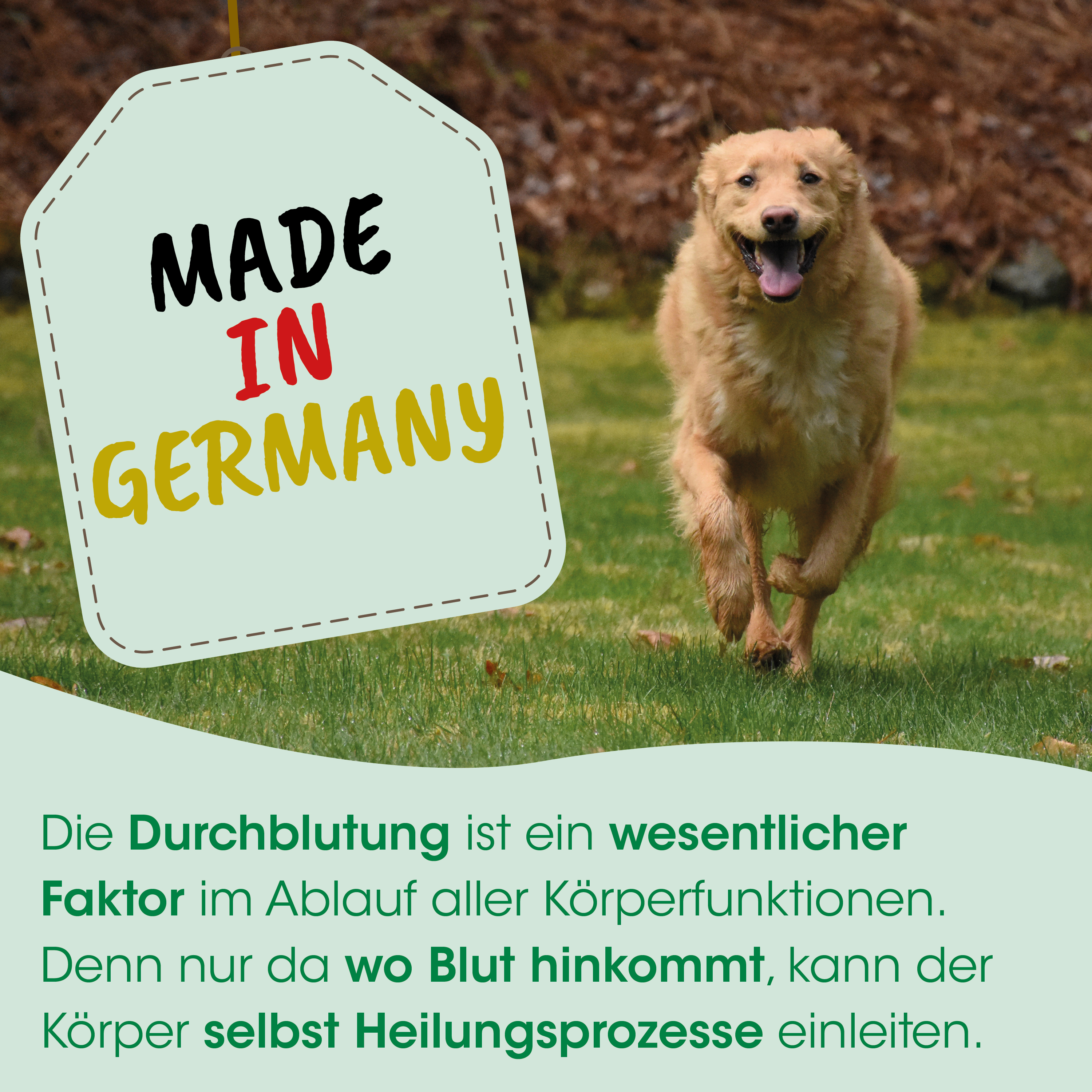 Hund, Golden Retriever, Welpe, Gras, Made in Germany