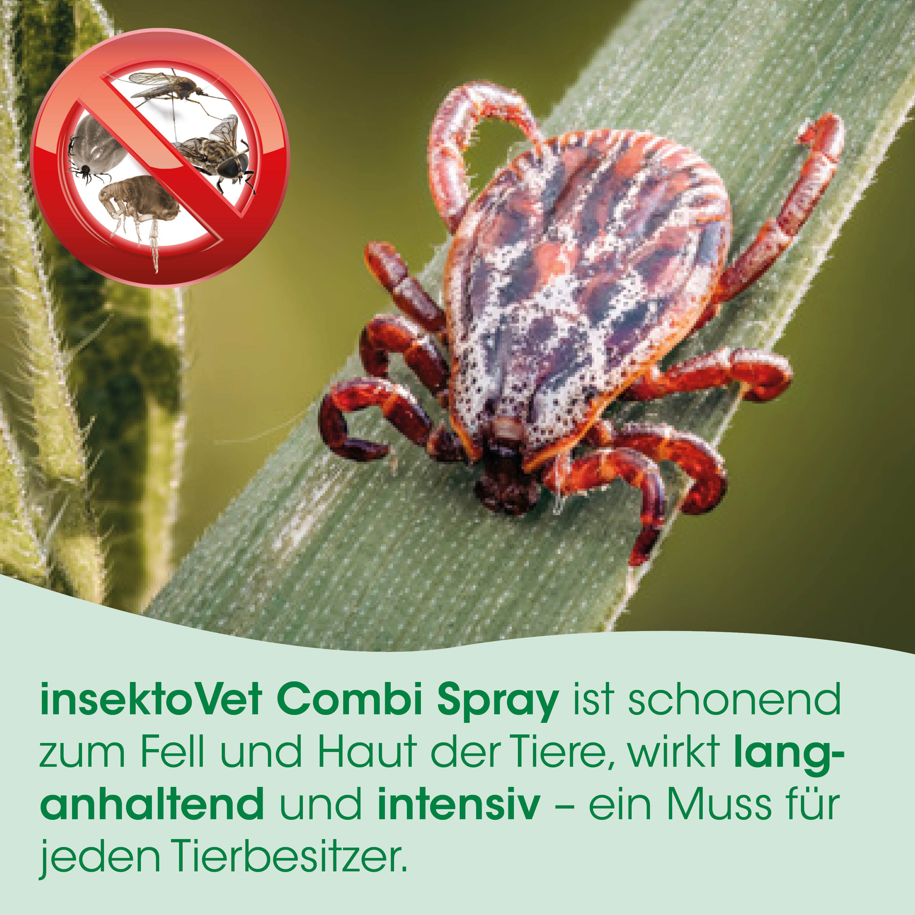 Insekt, Käfer, Zecke, Schädlingsbekämpfung, Sprühmittel
