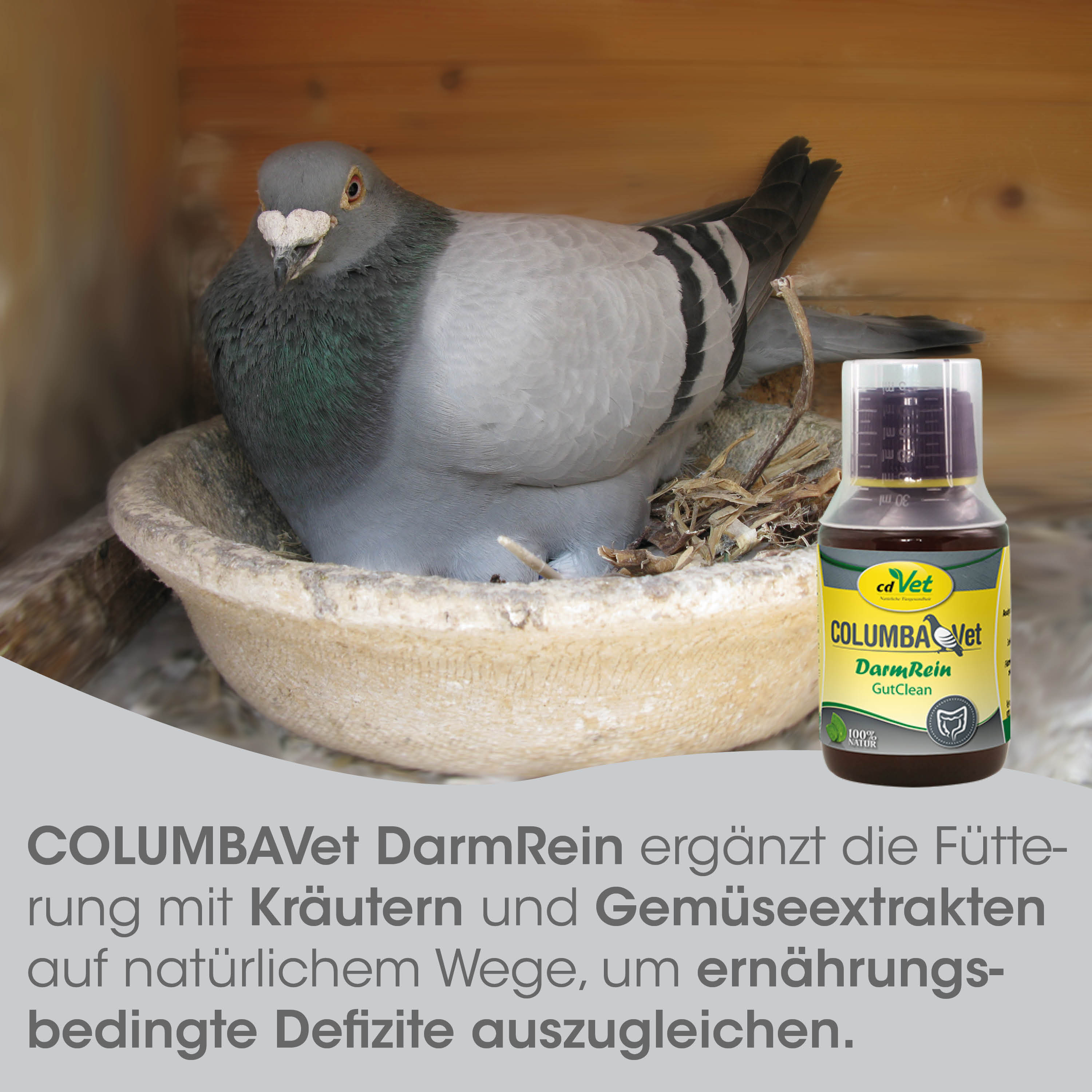Taube, Futter?, -