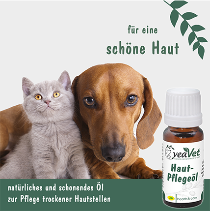 Hund, Haustier, Kräuterig, Pflanze, Katze