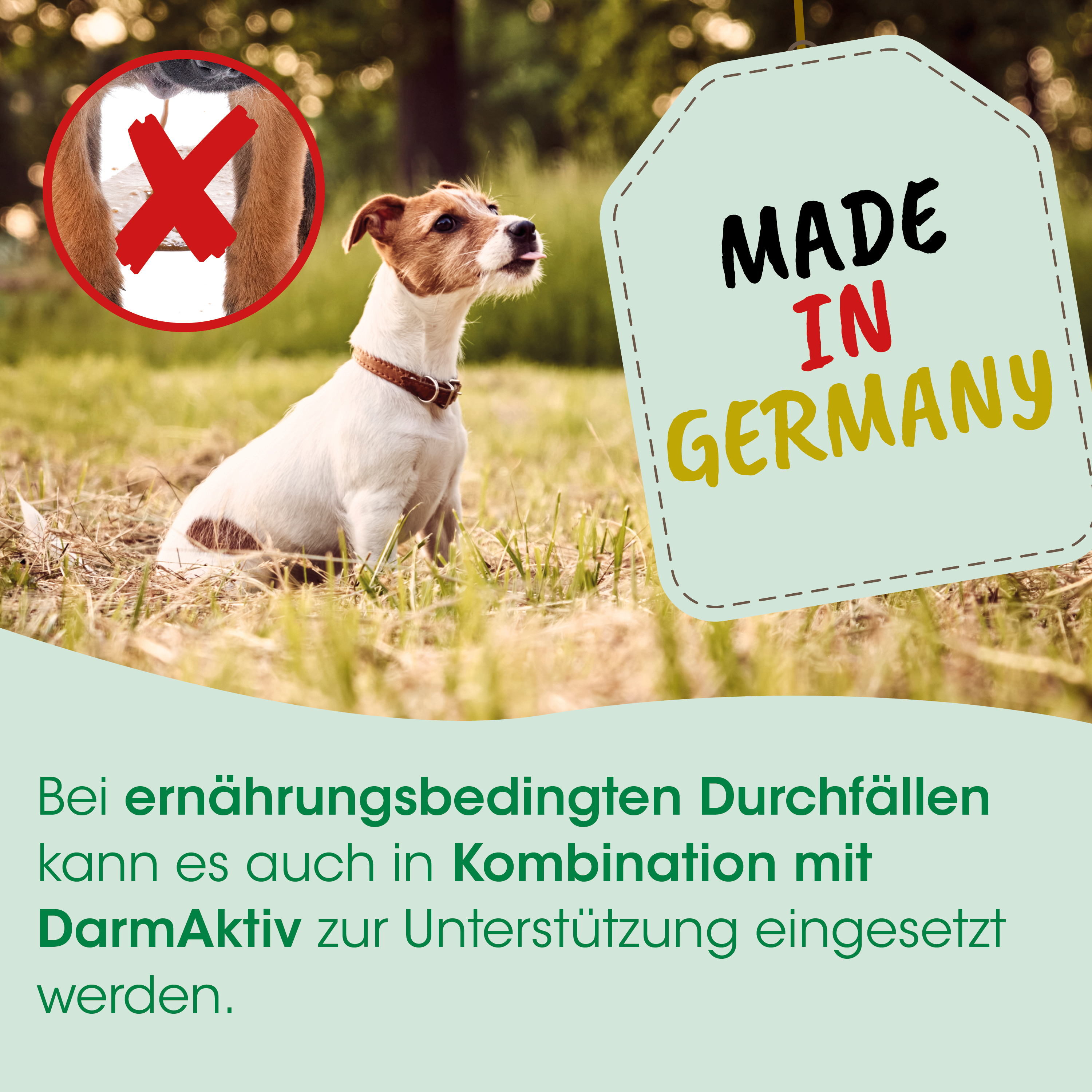 Hund, Halsband, Sitzen, Außenbereich, Made in Germany