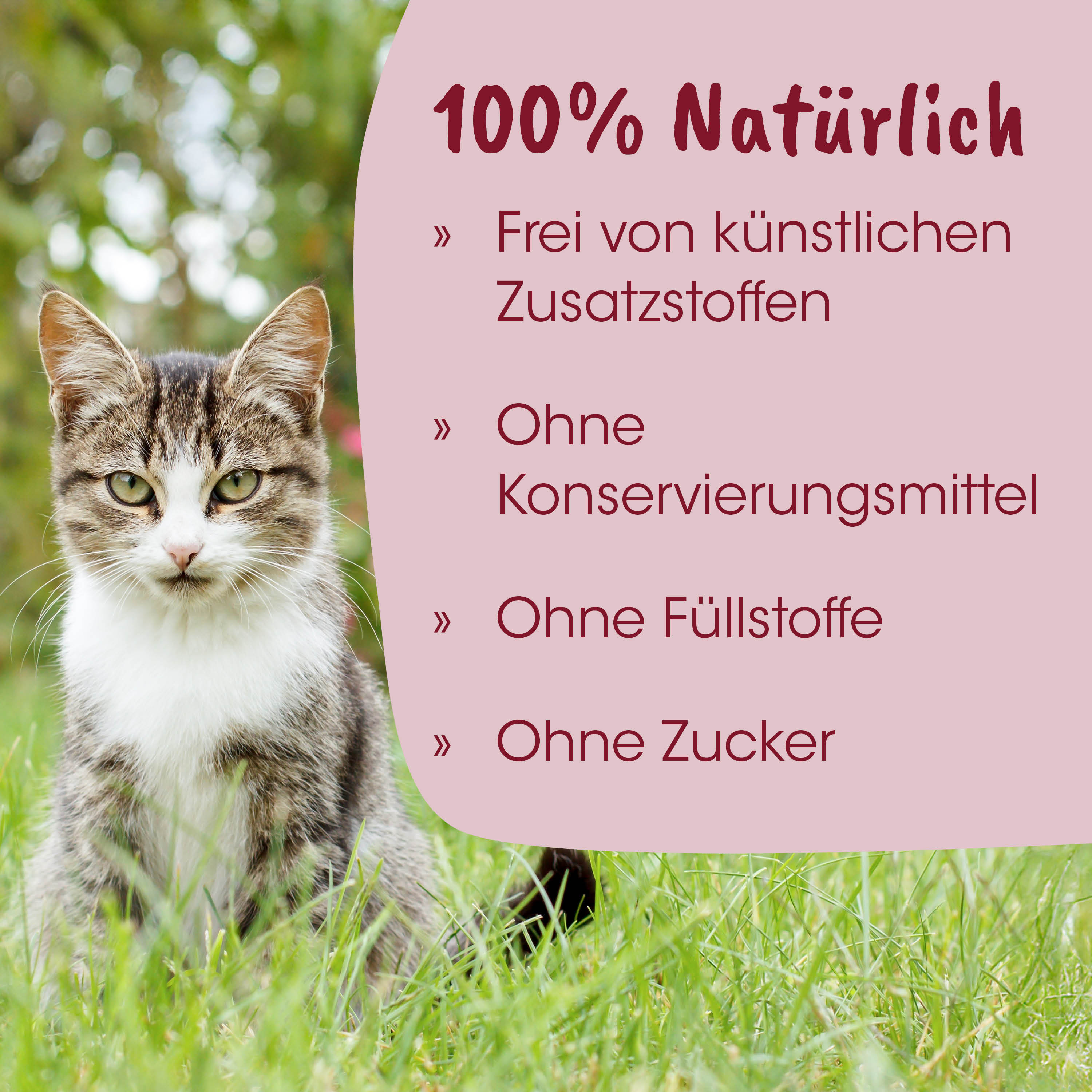Katze, Haustier, Natürlich, Gras, Tierfoto