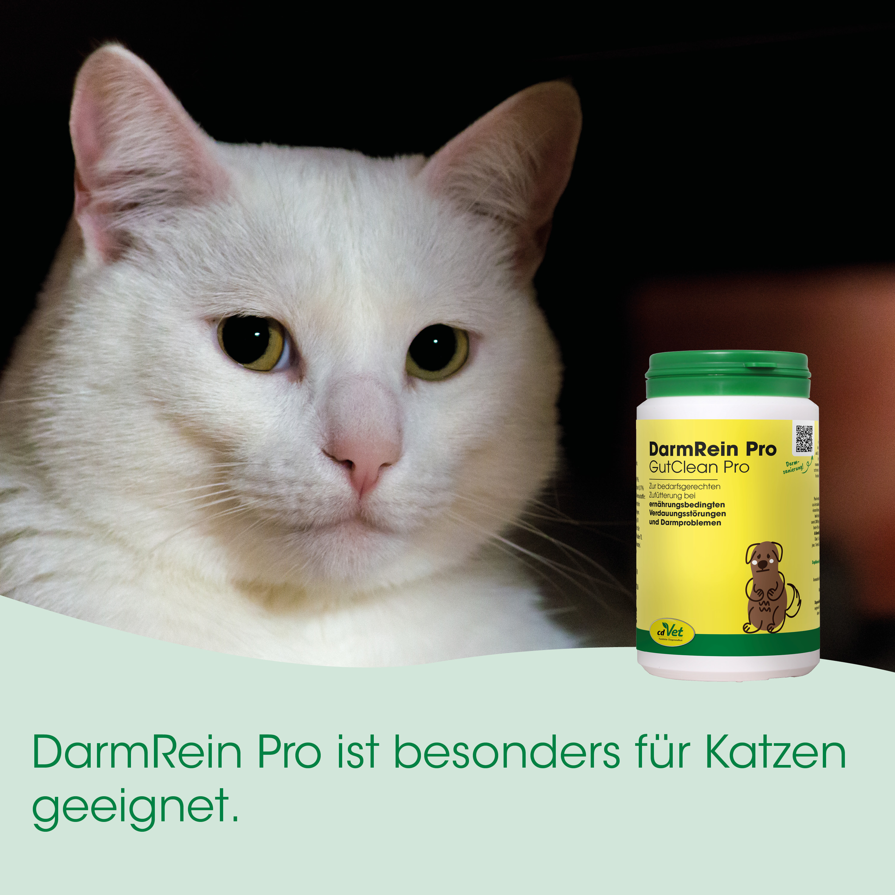  Katze, weiße Katze, Katzenfutter, Medizinisches Produkt, Darmrein Pro