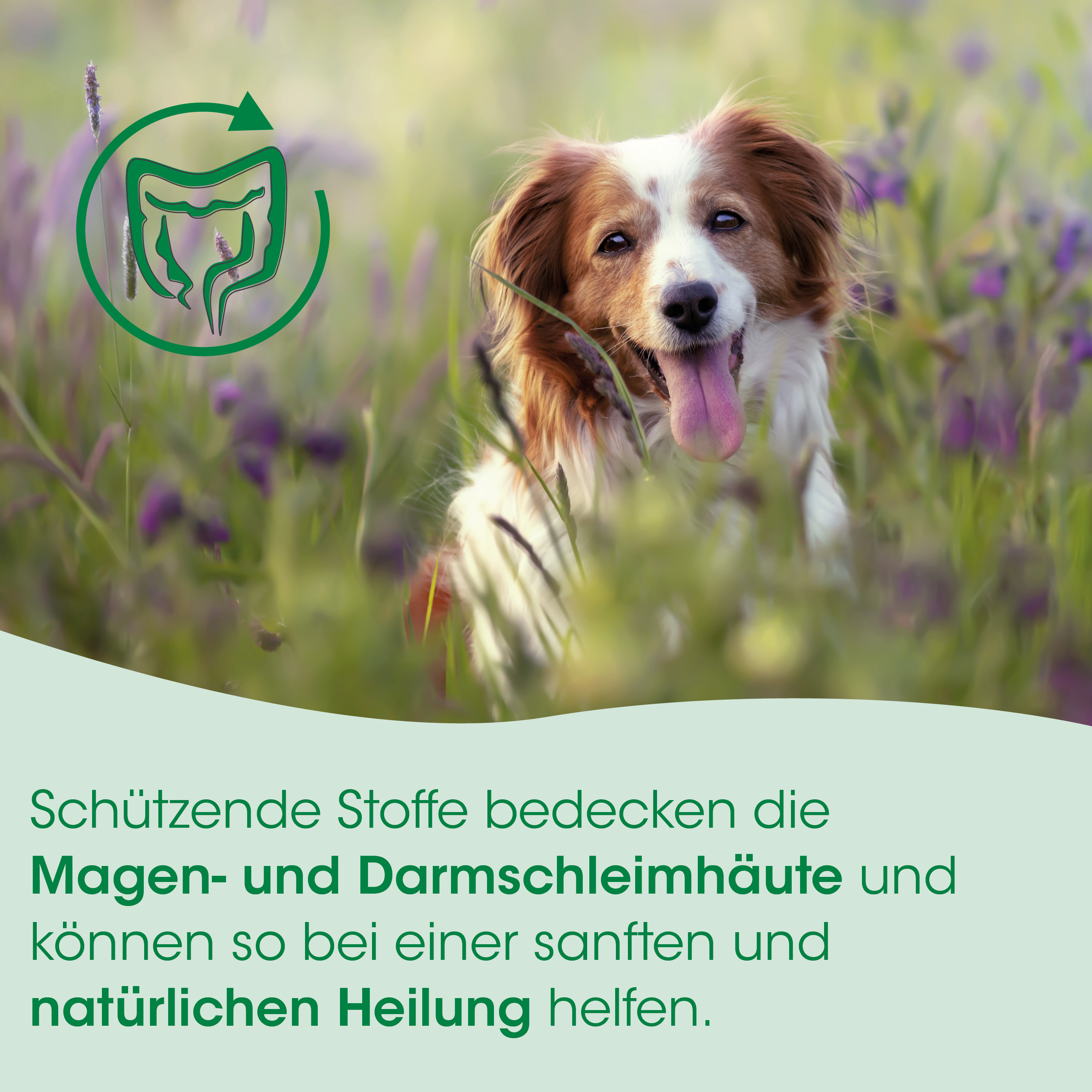 Hund, Hundefoto, Landschaft, Blumen, Tierbild