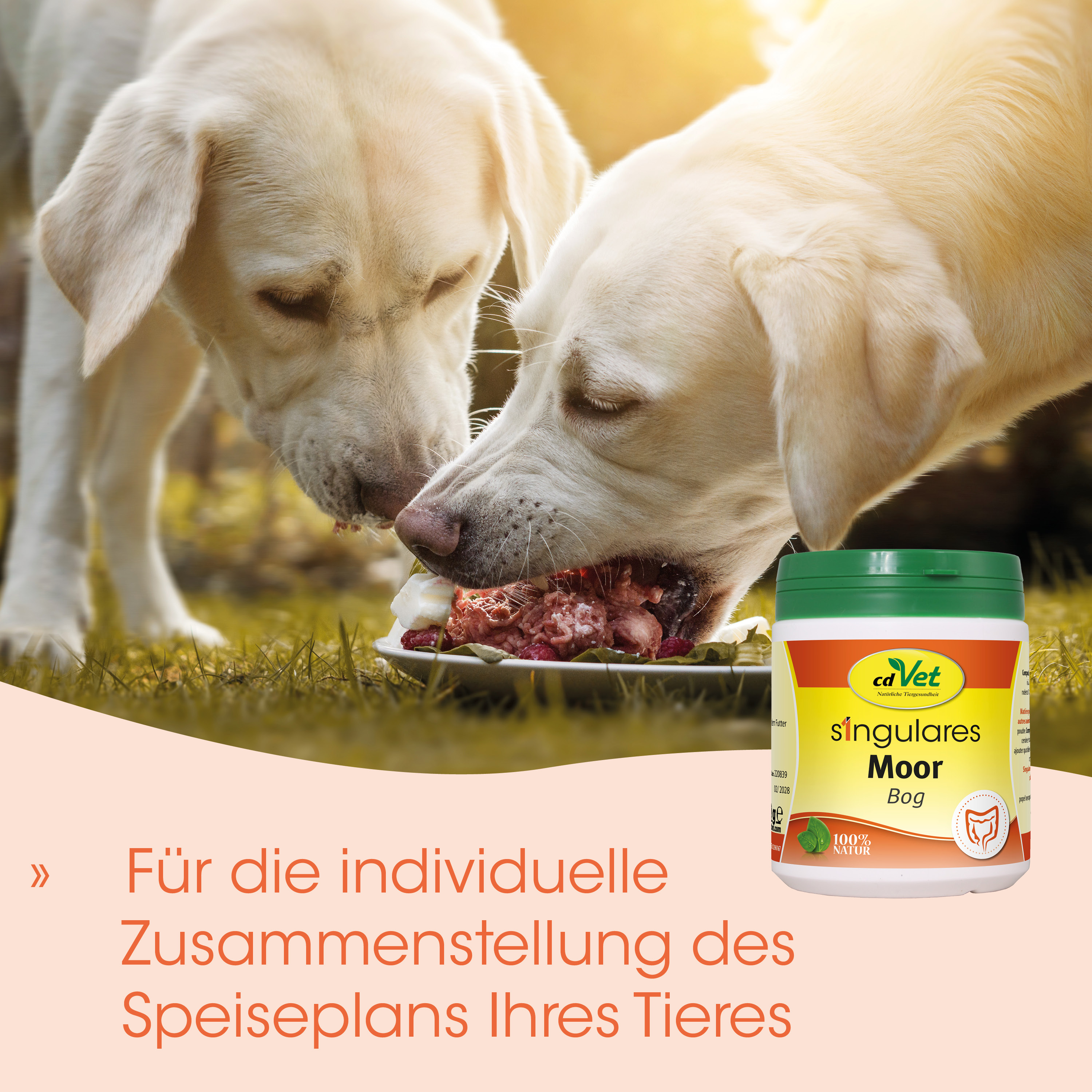 hund, futter, platte, süßes fressen, dose