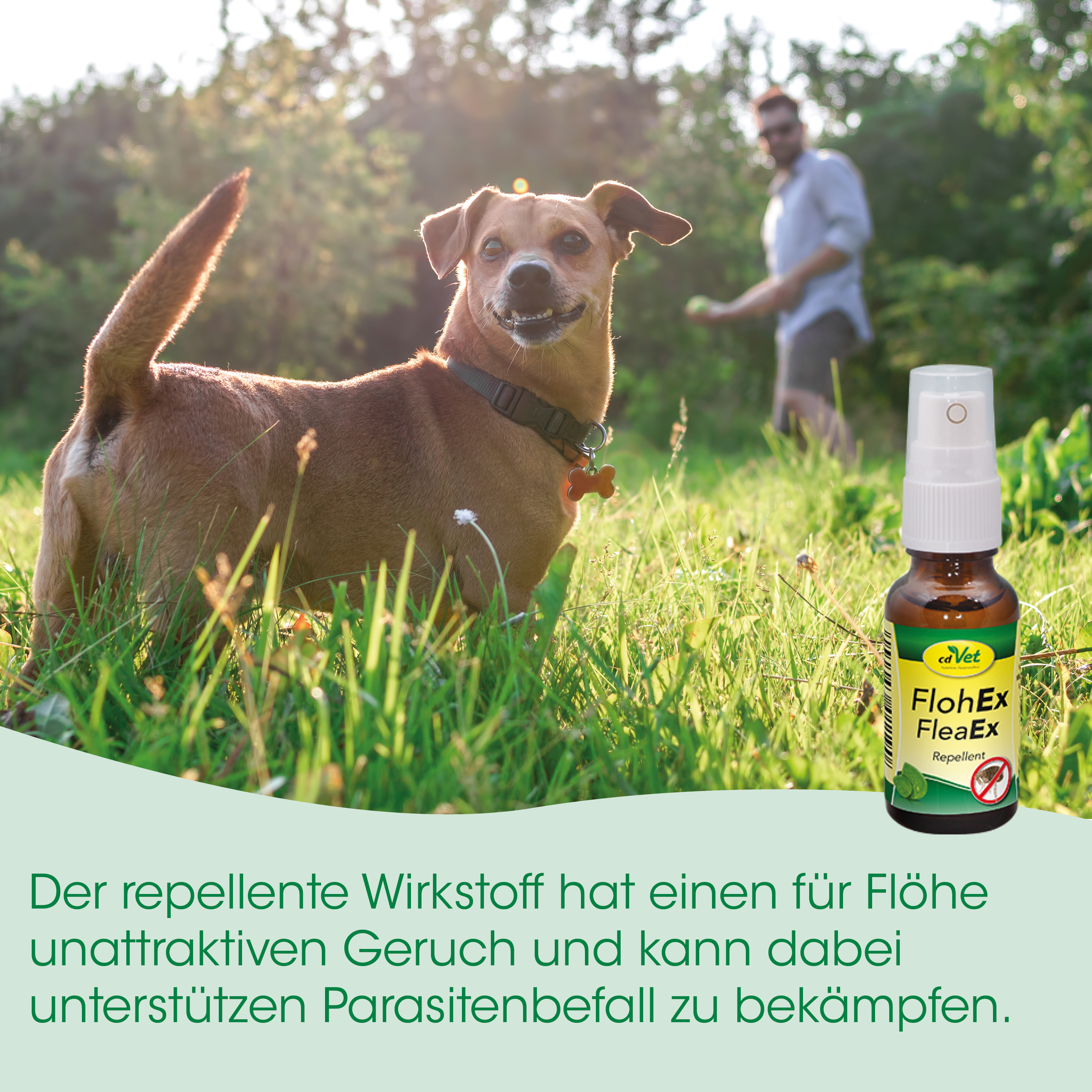 Hund, Dog, Spray, Flecken, Insektenschutz