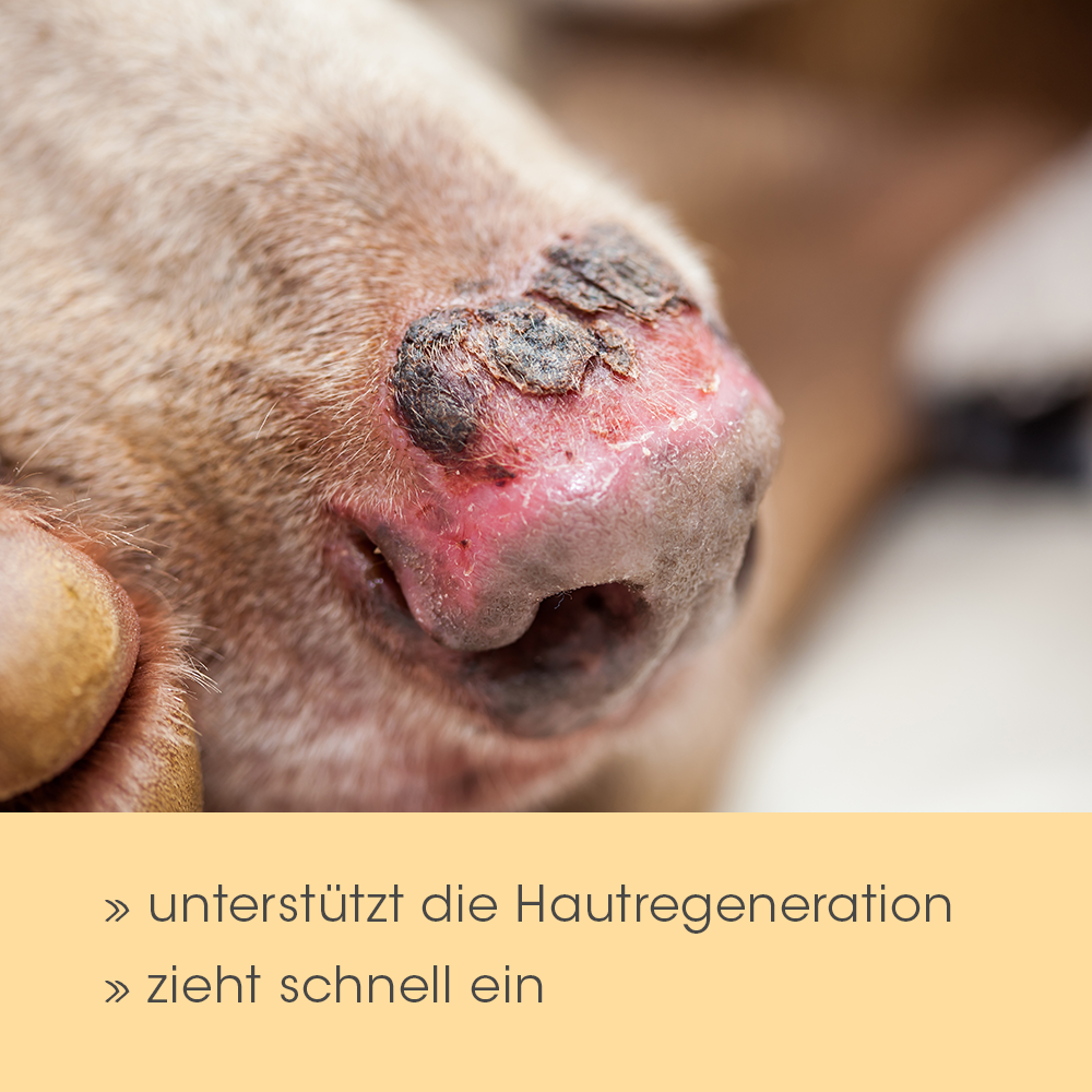 Schnauze, Verletzung, Person, Hund, Haustier