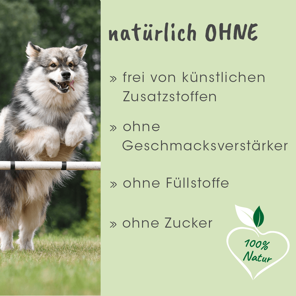 Hund, Hundeausbildung, Agility, Sprung, Pelz