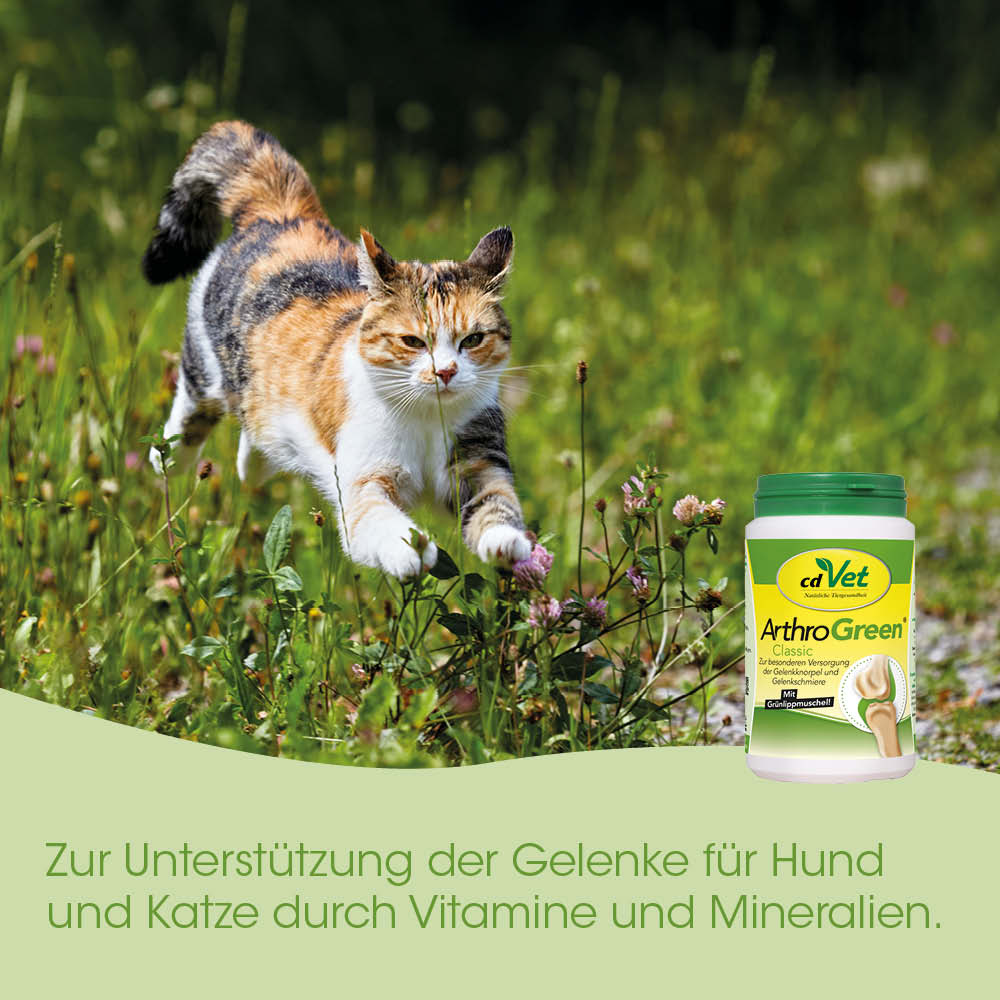 Katze, Haustier, Tierfutter, Katzenfutter, Kleines Gefäß/Flasche