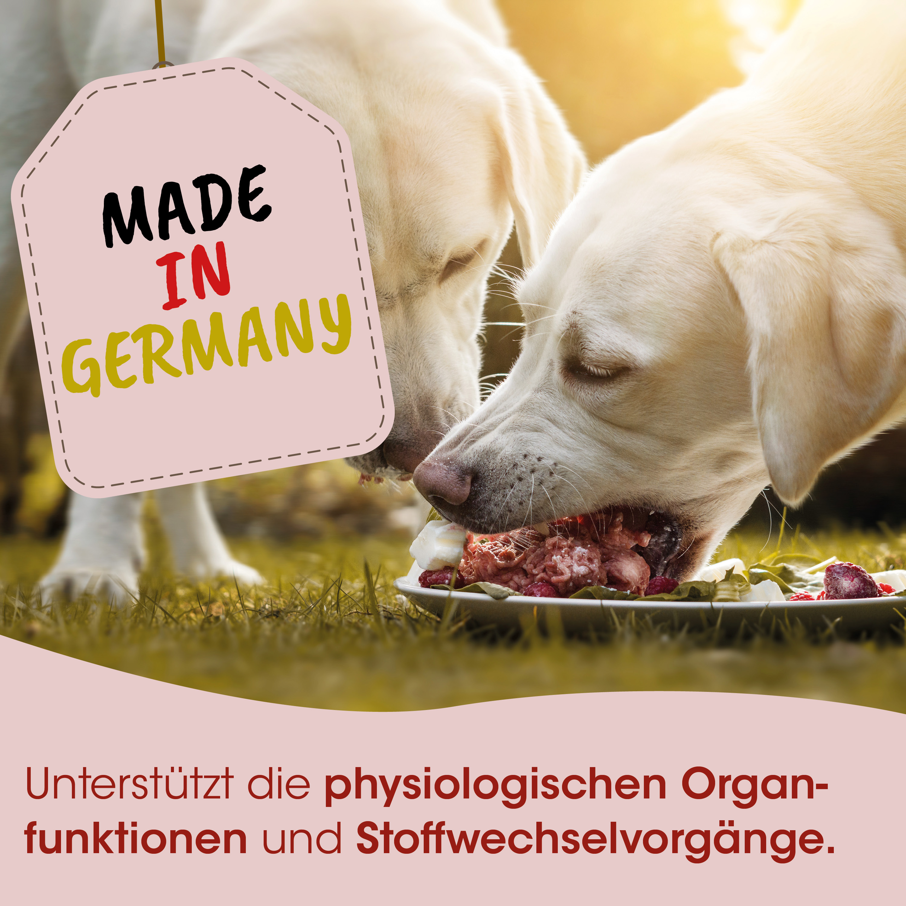 Hund, Futter, Nassfutter, Hundeernährung, Made in Germany