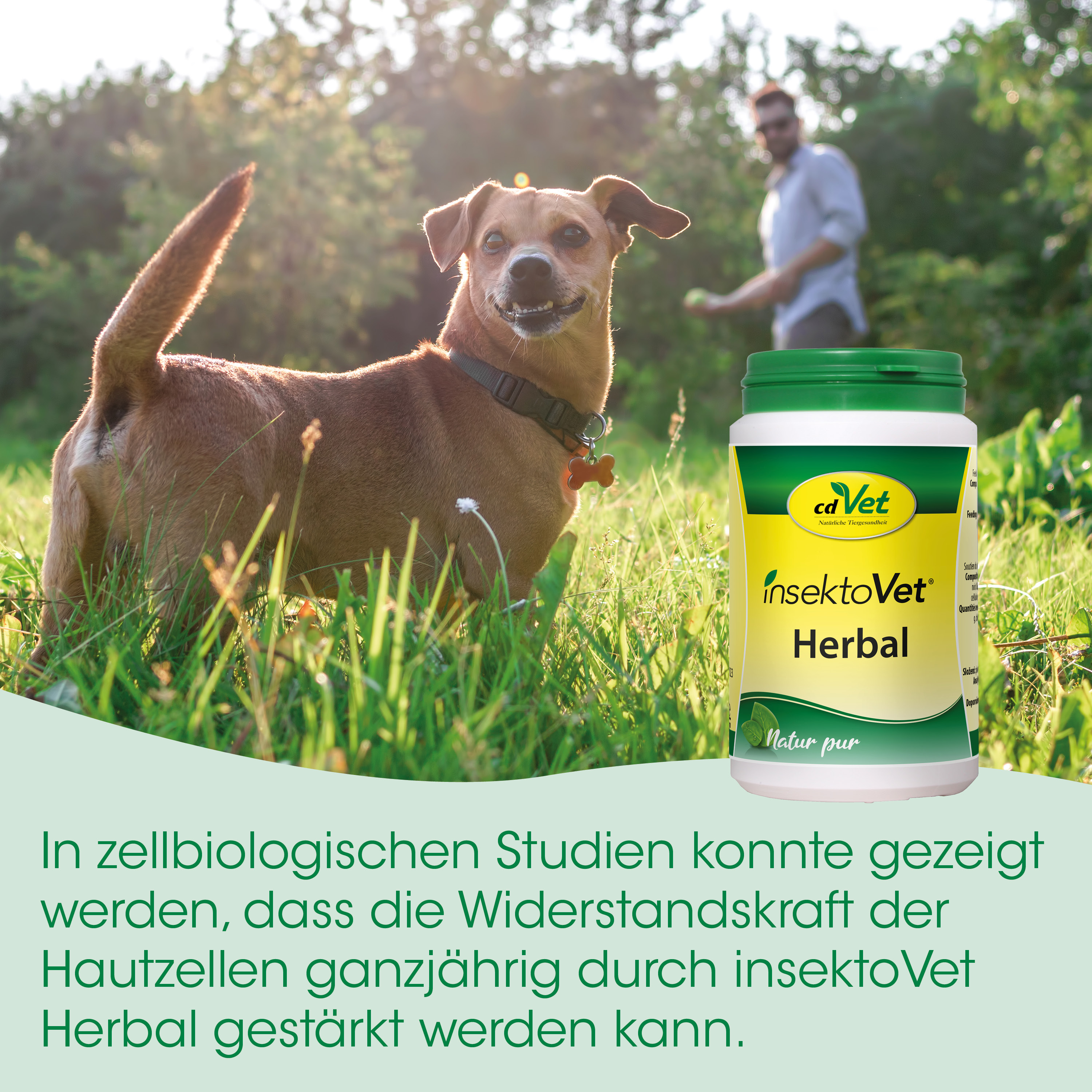 Hund, Hundebild, Insektenschutz, Herbal, Tiergesundheit