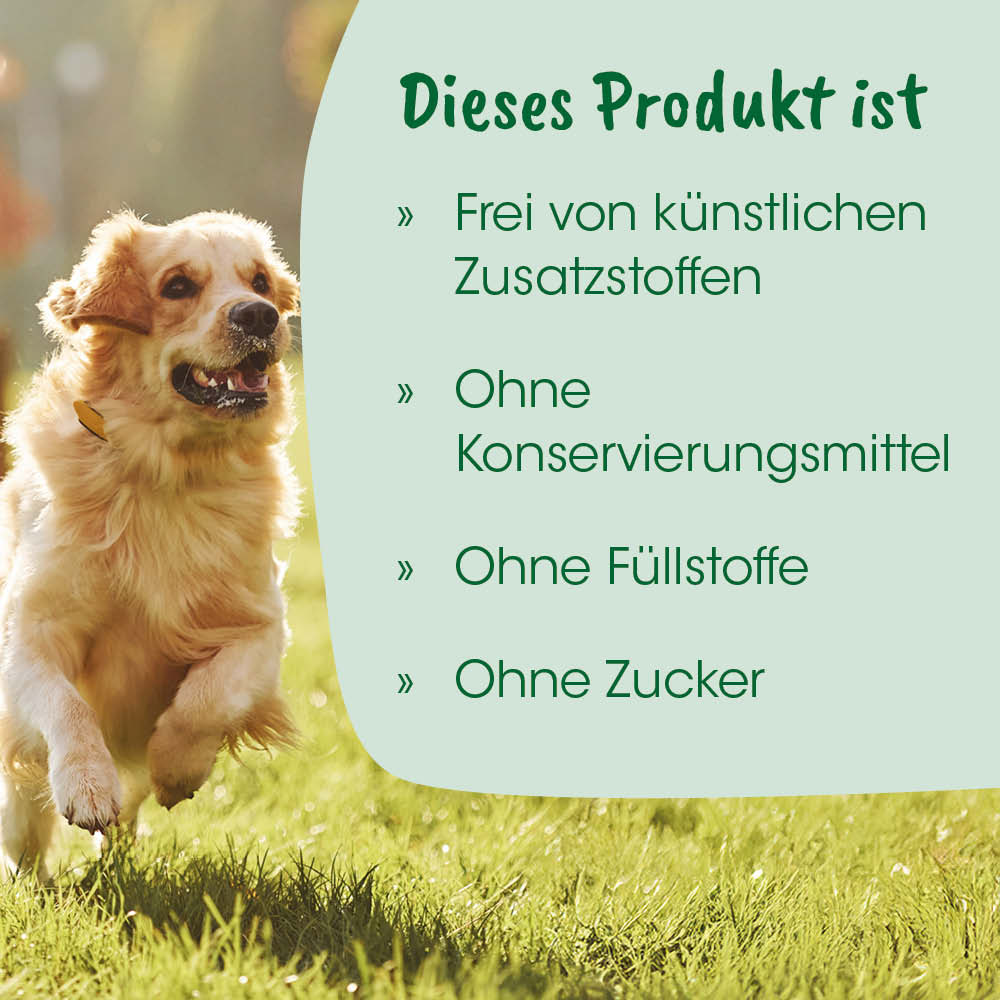 Hund, Golden Retriever, Laufendes Tier, Tierbild, Outdoor