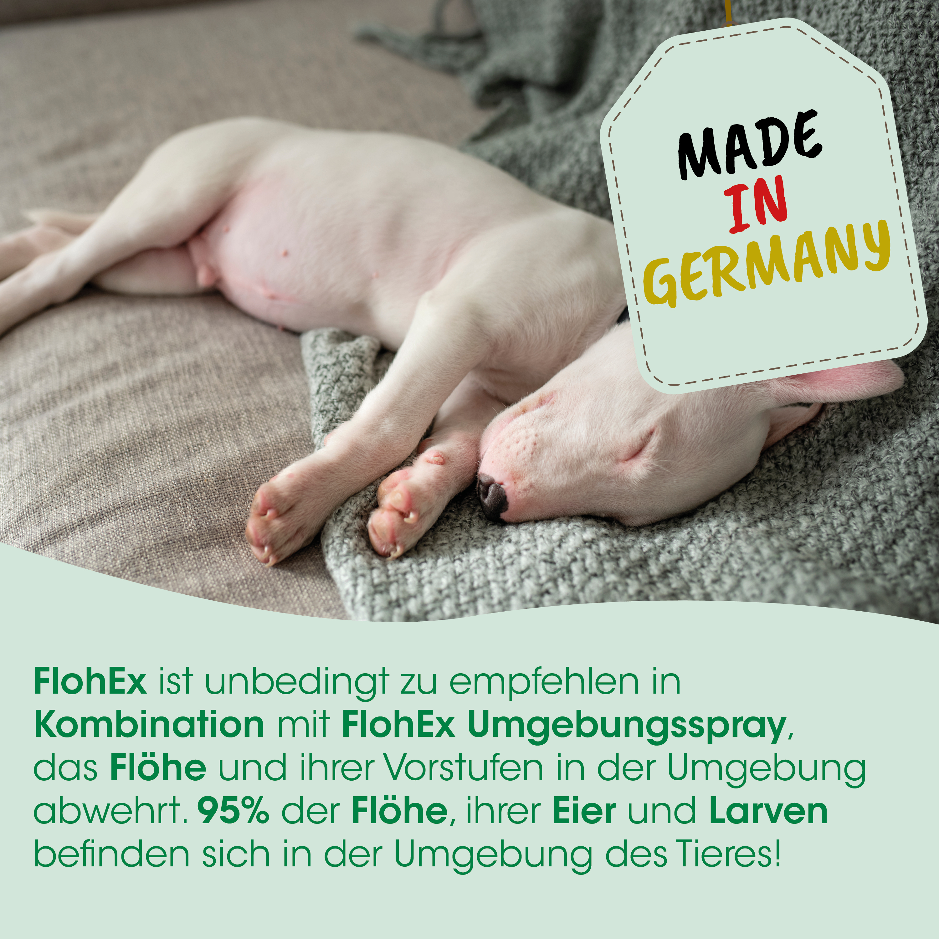 Welpe, Schlaf, Hundehaut, Hunde-Stopfleck, Nähe